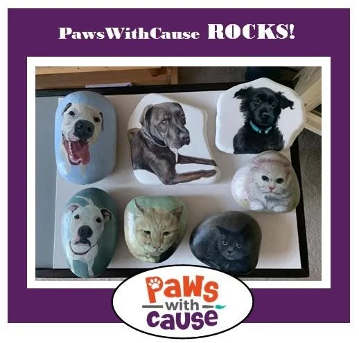 Collection of painted rocks featuring different dog and cat faces, arranged on a white tray with a purple border, with the caption 'Paws With Cause ROCKS!' and a 'Paws With Cause' logo.