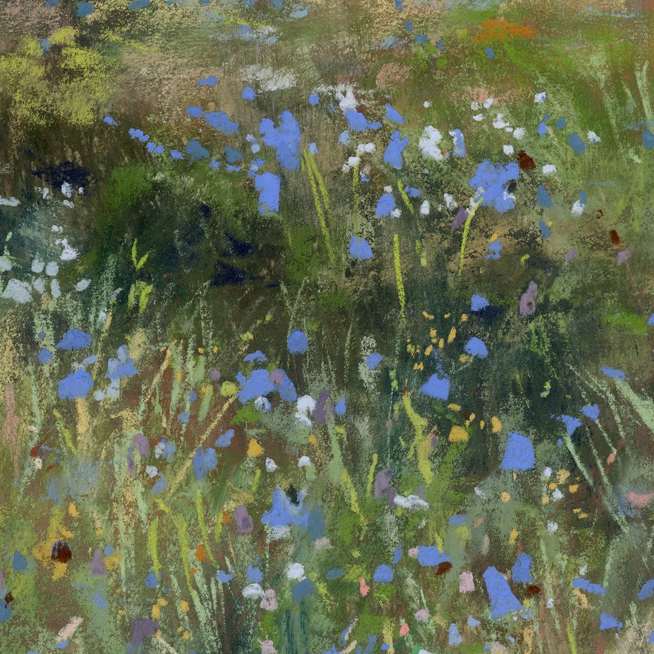 Meadow_17-web_closeup1.jpg