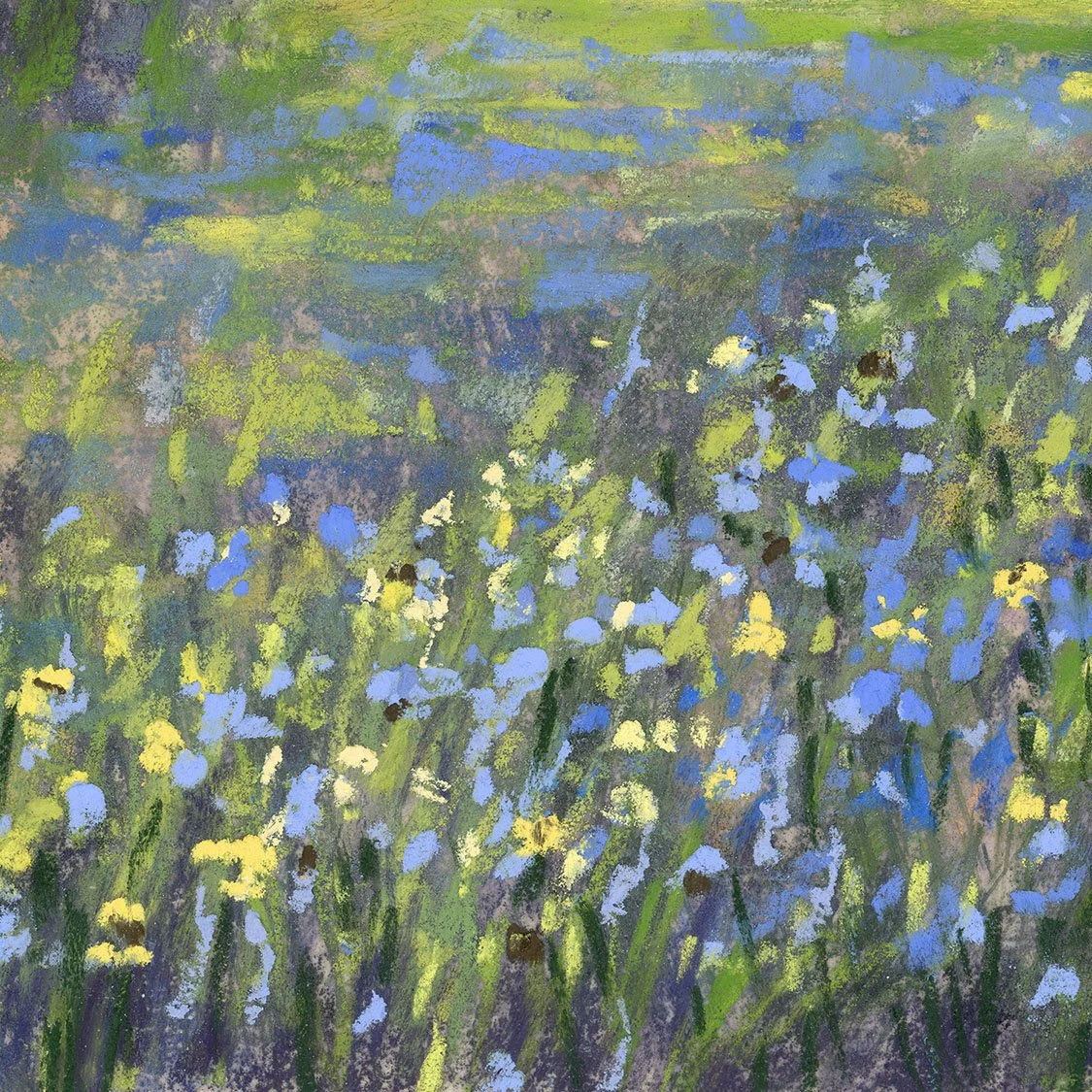 bluebonnetMeadow_closeUp2.jpg