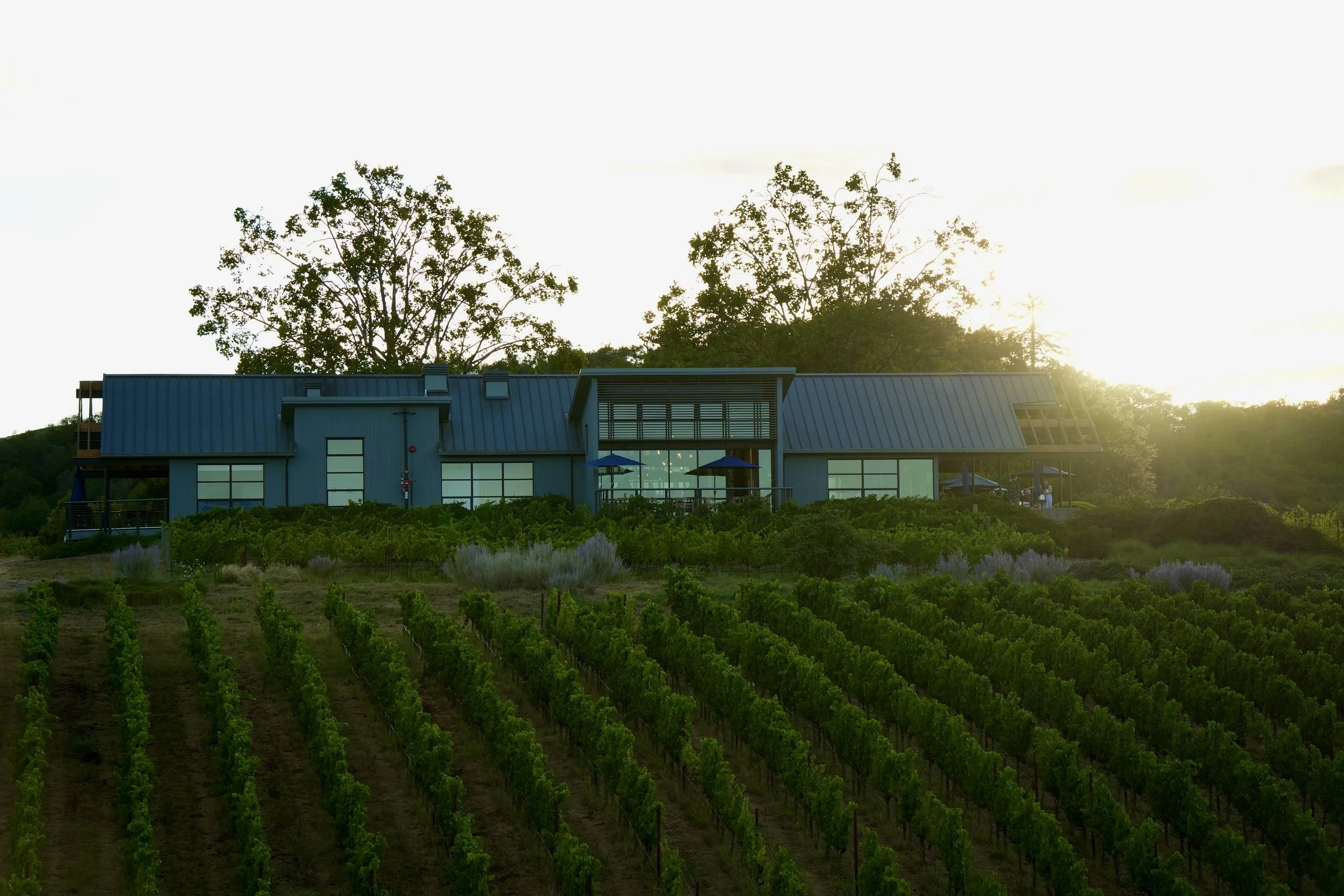 A modern house with large windows, surrounded by green vineyards, with tall trees in the background and sunlight shining through.