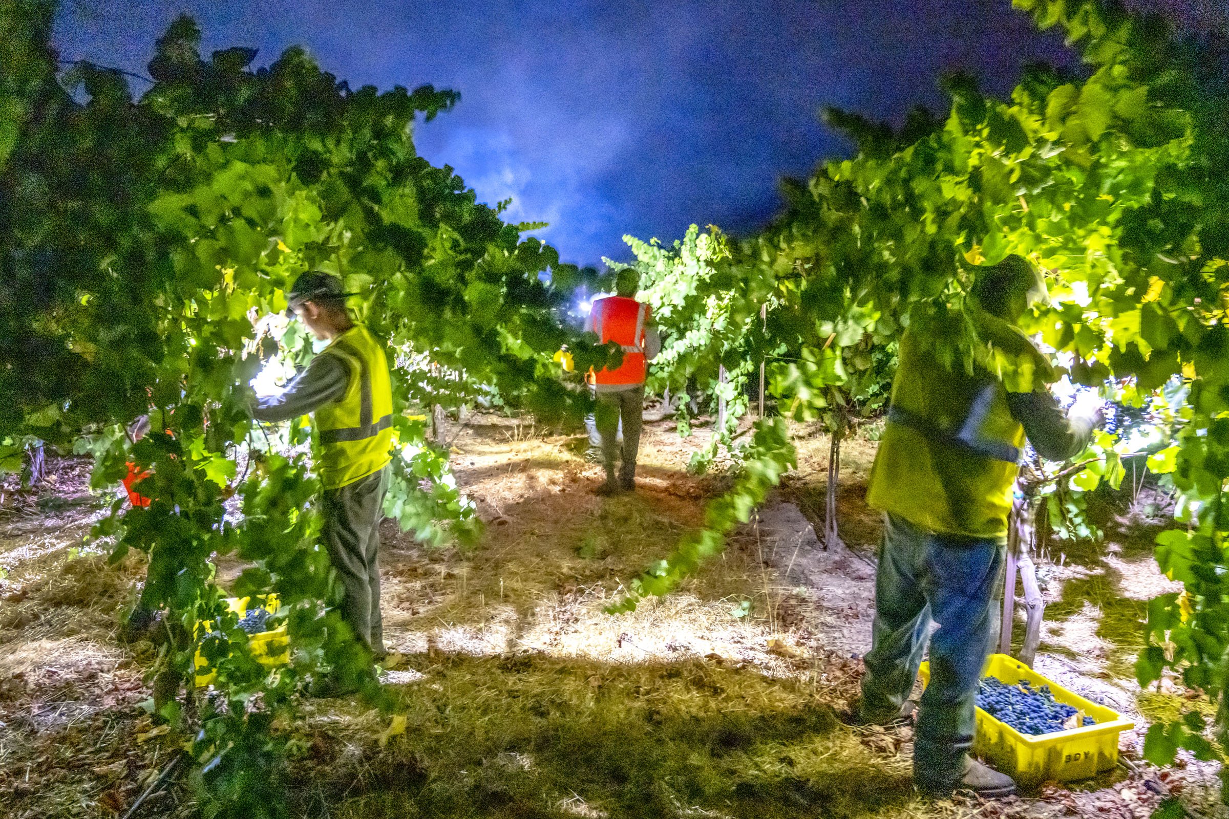 Workers harvest grapes in a vineyard at night, illuminated by artificial lights, with a blue evening sky overhead.