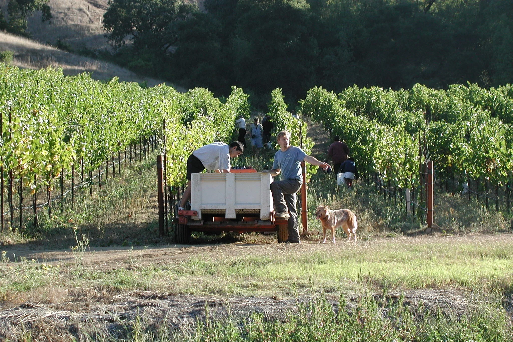 People working in a vineyard with grapevines, a dog, and a truck.