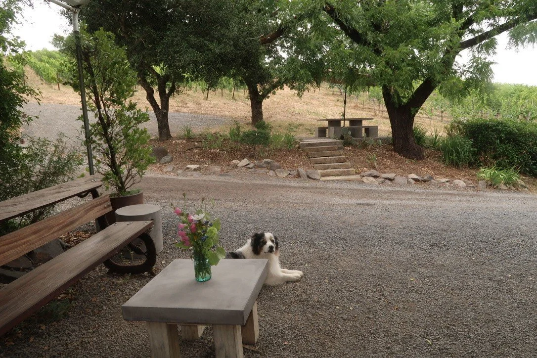 A peaceful outdoor scene with a wooden park bench, a small concrete table with a bouquet of pink and purple flowers, a black and white dog lying on the gravel next to the table, and trees providing shade on a sunny day.