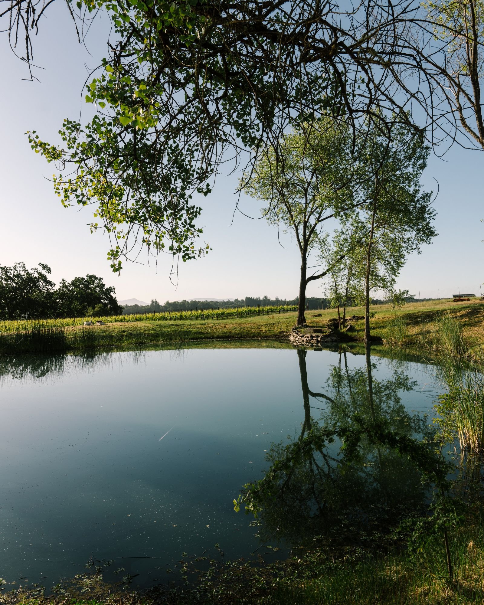 A peaceful scene of trees and a small pond with clear reflections, green grass, and a distant landscape under a clear blue sky.