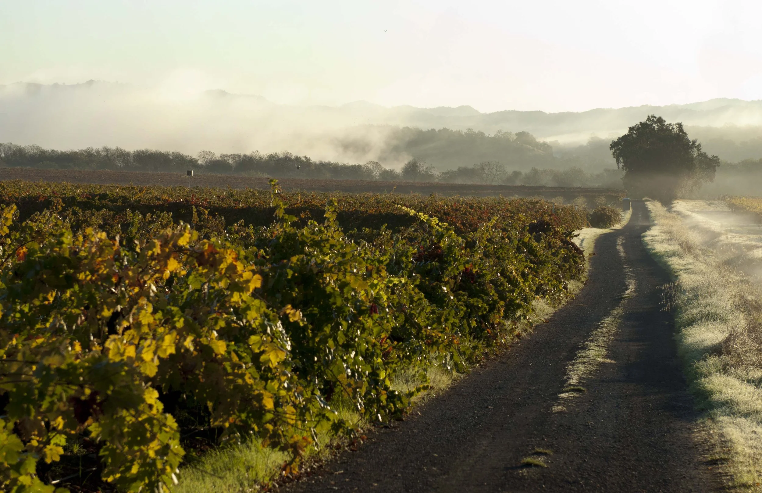 A vineyard with a dirt road running through it, surrounded by lush grapevines, with fog or smoke in the background and a large tree on the right side.