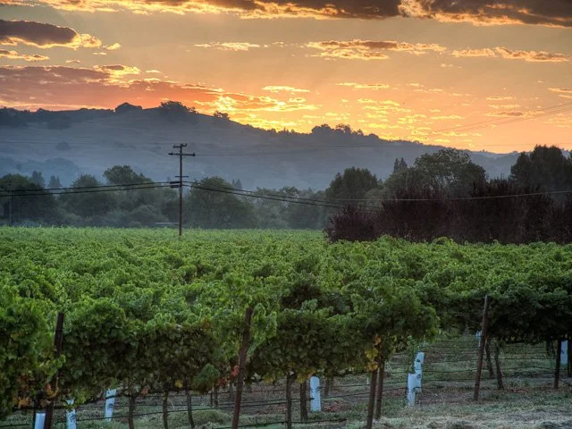 Vineyard with lush green grapevines in foreground, rolling hills and trees in background, sunset sky with orange and yellow clouds.