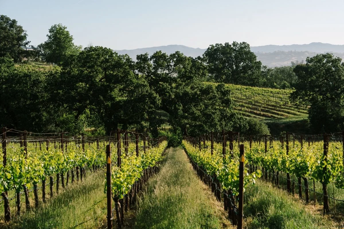 Vineyard with rows of grapevines between wooden posts, lush green trees, and rolling hills in the background.