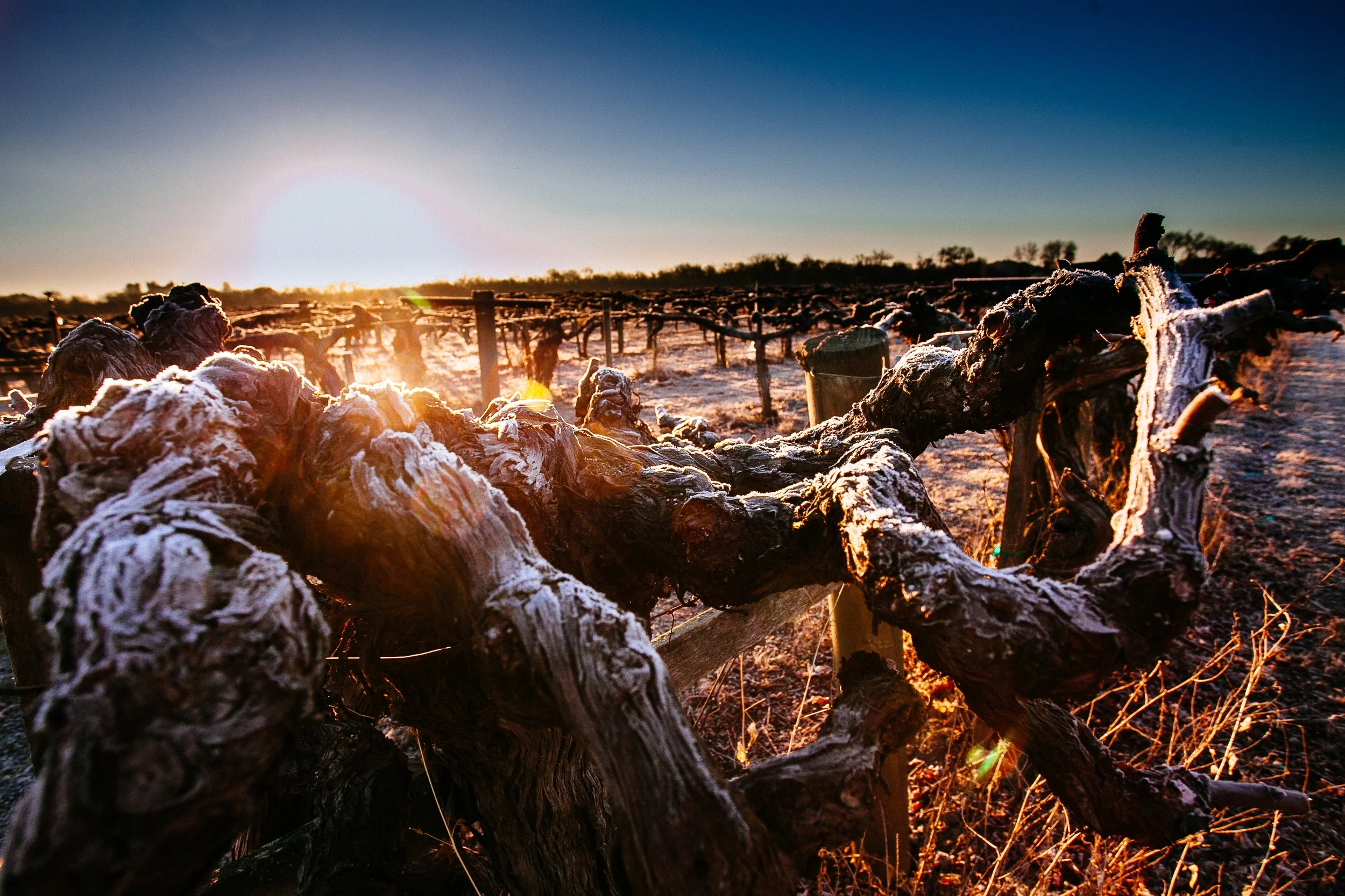 Close-up of frozen grapevines with frost on the gnarled branches, illuminated by the setting or rising sun with a clear sky in the background.