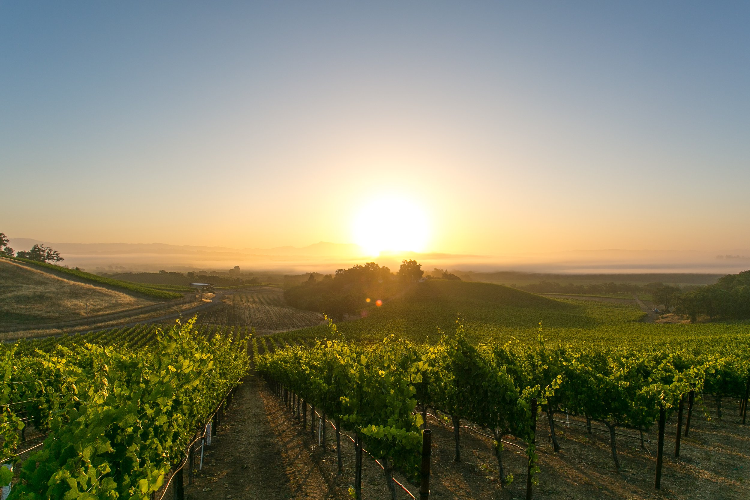 A vineyard with neatly aligned grapevines under a sunrise sky, with distant hills in the background.