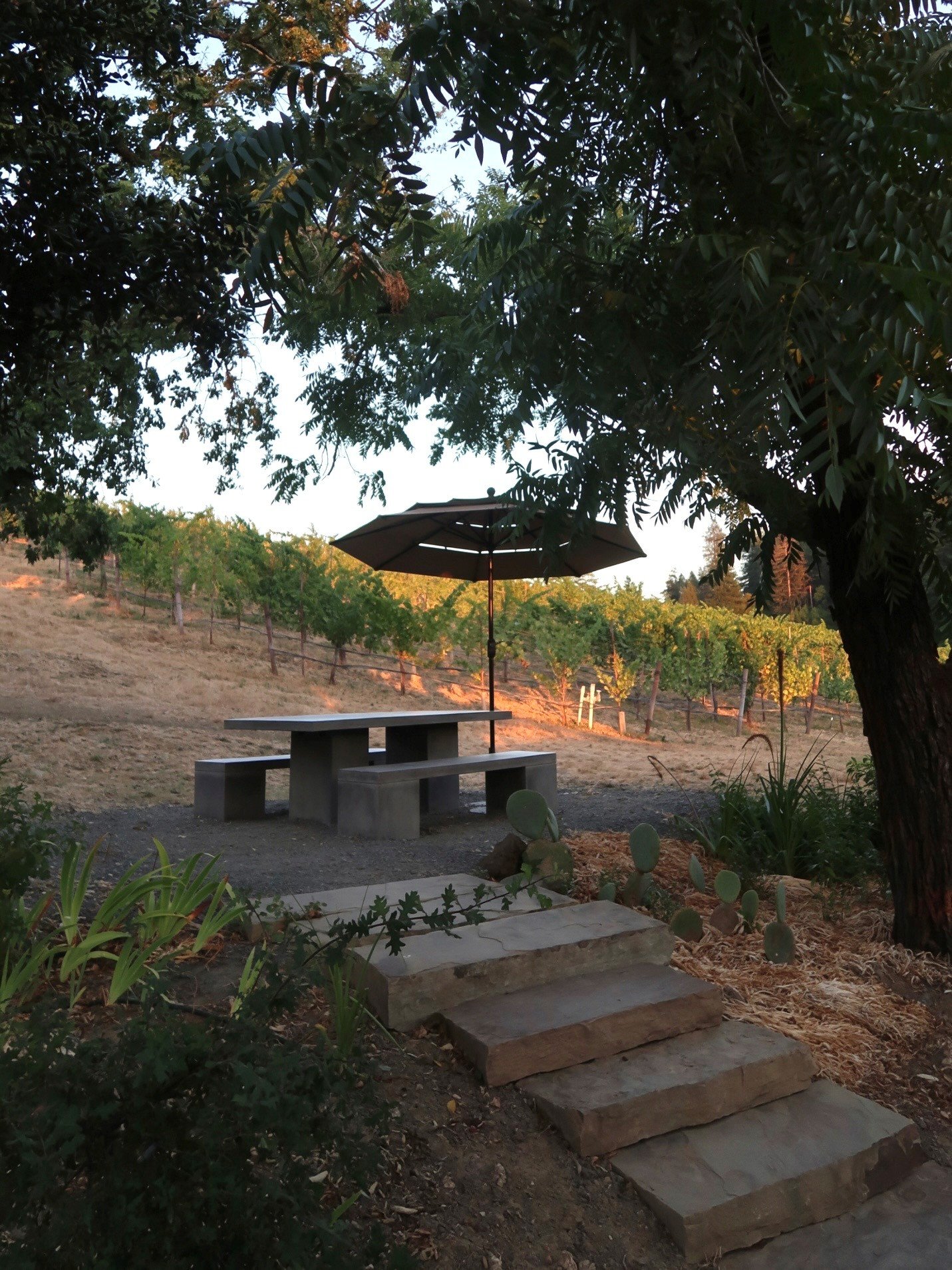 A wooden picnic table under a large tree with an umbrella, surrounded by plants and steps leading up to the table, with vineyard rows in the background.