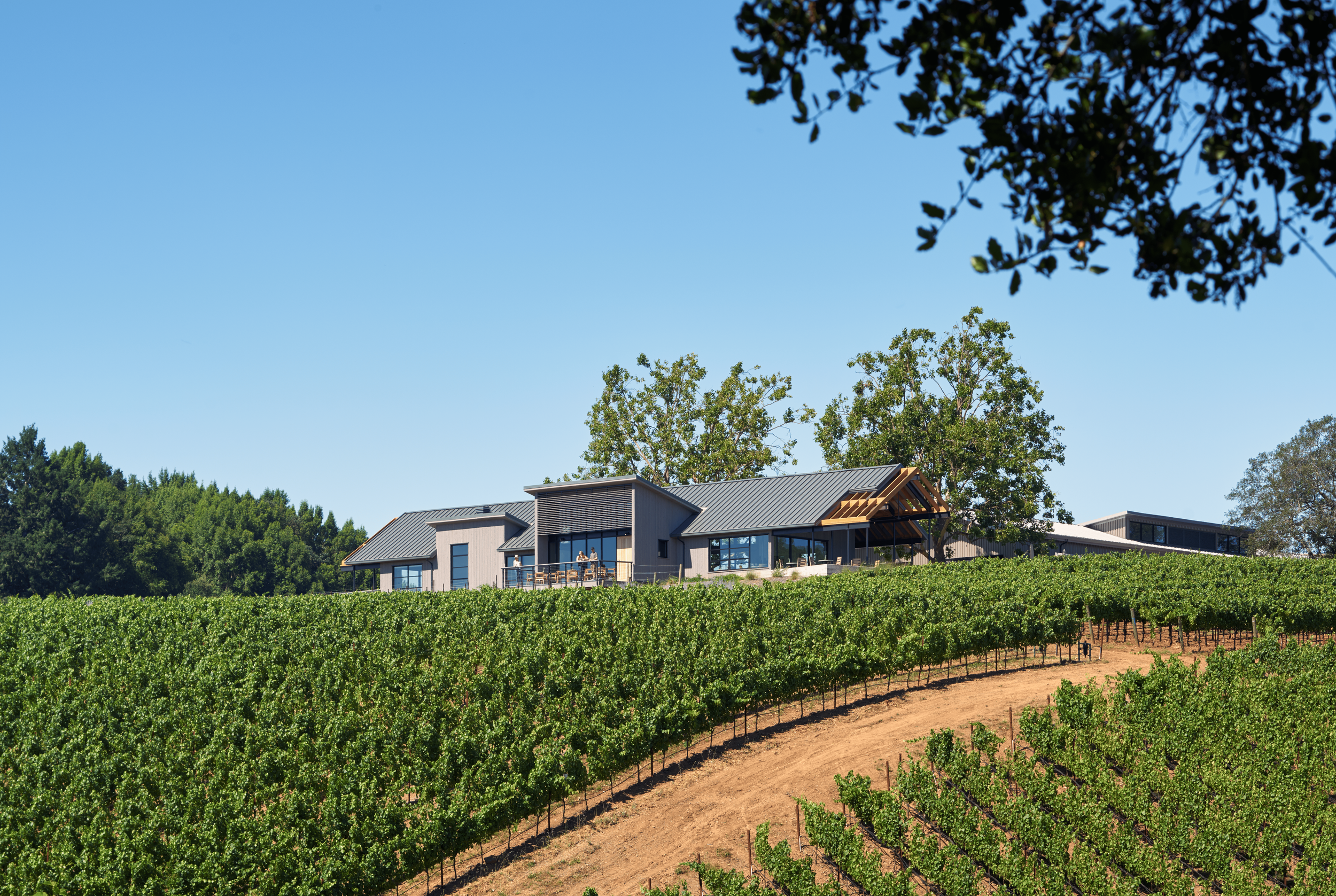 Modern house in a vineyard with rows of grapevines, trees in the background, and a clear blue sky.