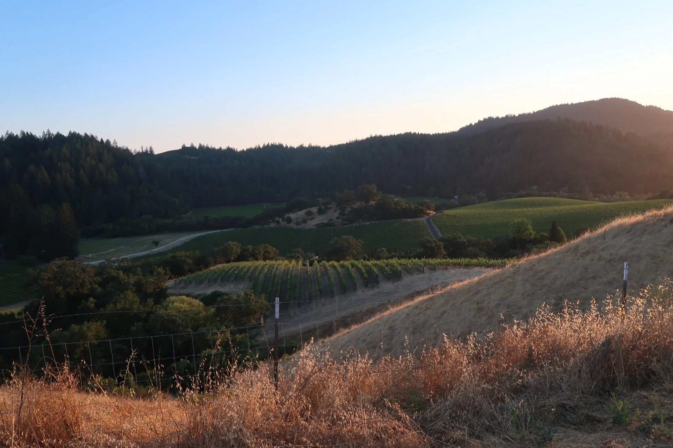 A scenic view of rolling hills with vineyards, trees, and a distant mountain in the background during sunset.