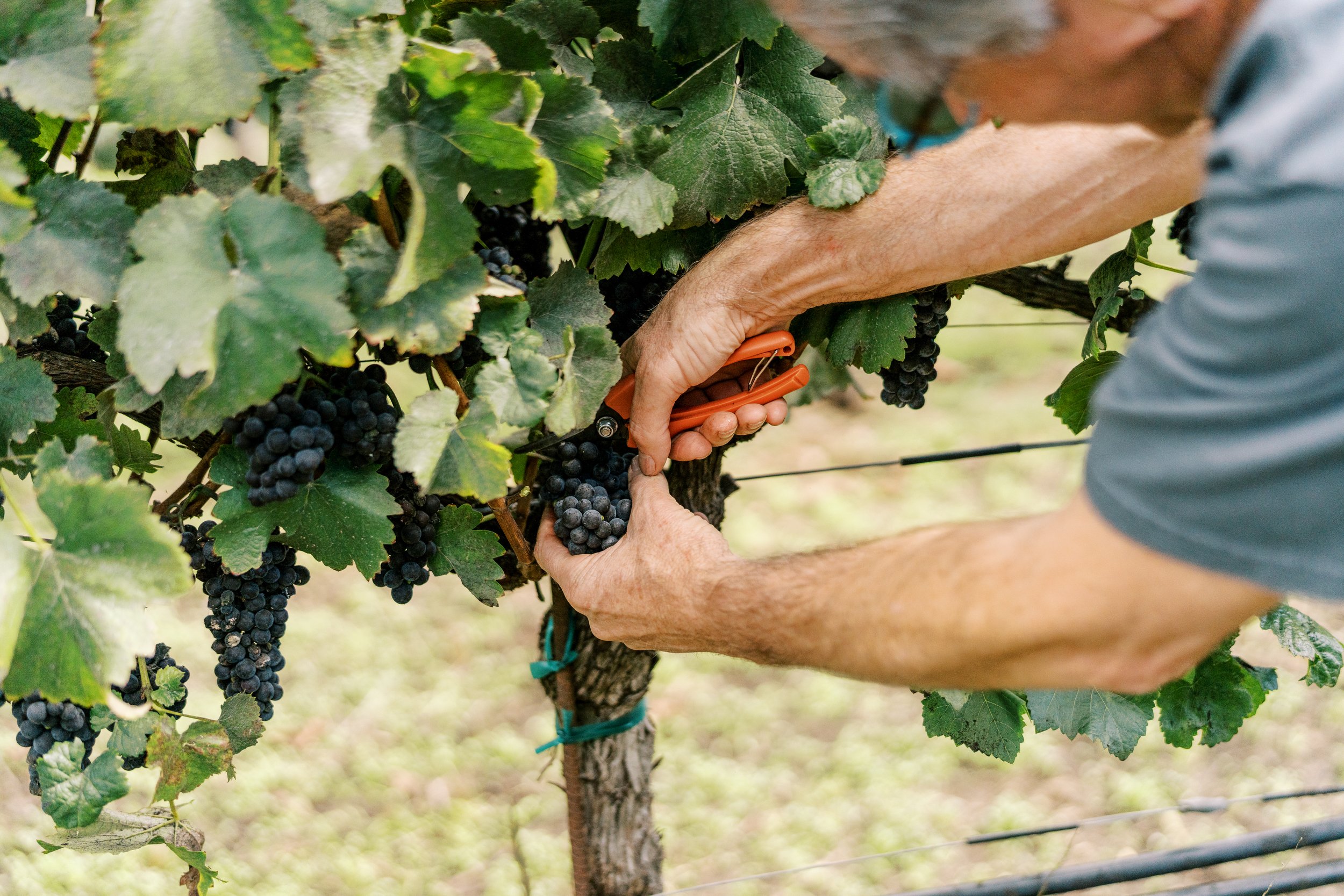 A person harvesting grapes in a vineyard, using pruning shears to pick purple grapes from a vine with green leaves.