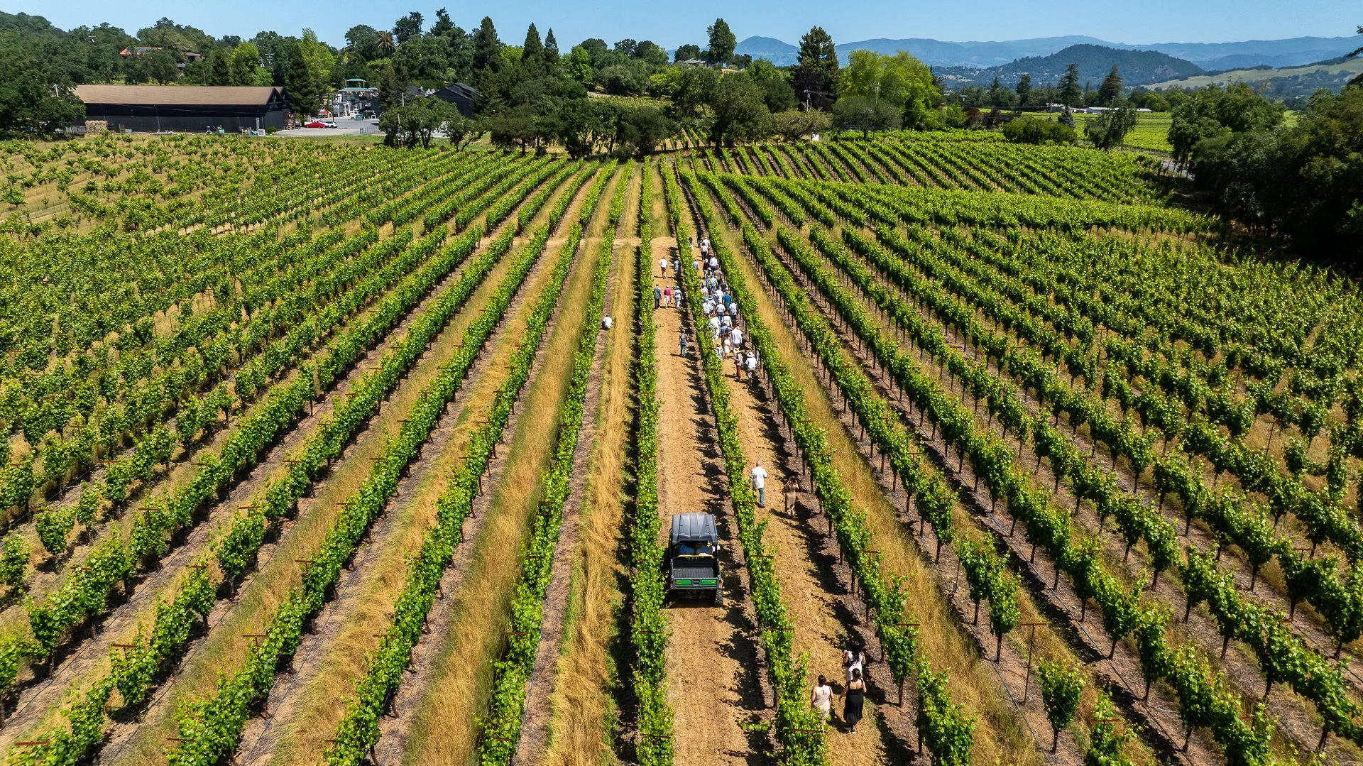 A lush vineyard with rows of grapevines, a group of people walking along a path, a tractor at the front, and a backdrop of hills and trees on a sunny day.