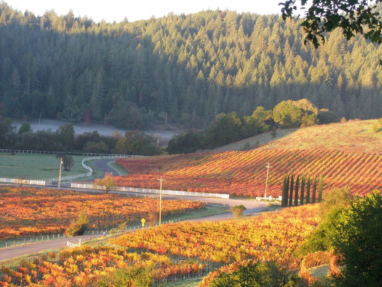 Rolling hills with vineyards in autumn colors, winding roads, and a forested background under a clear sky.