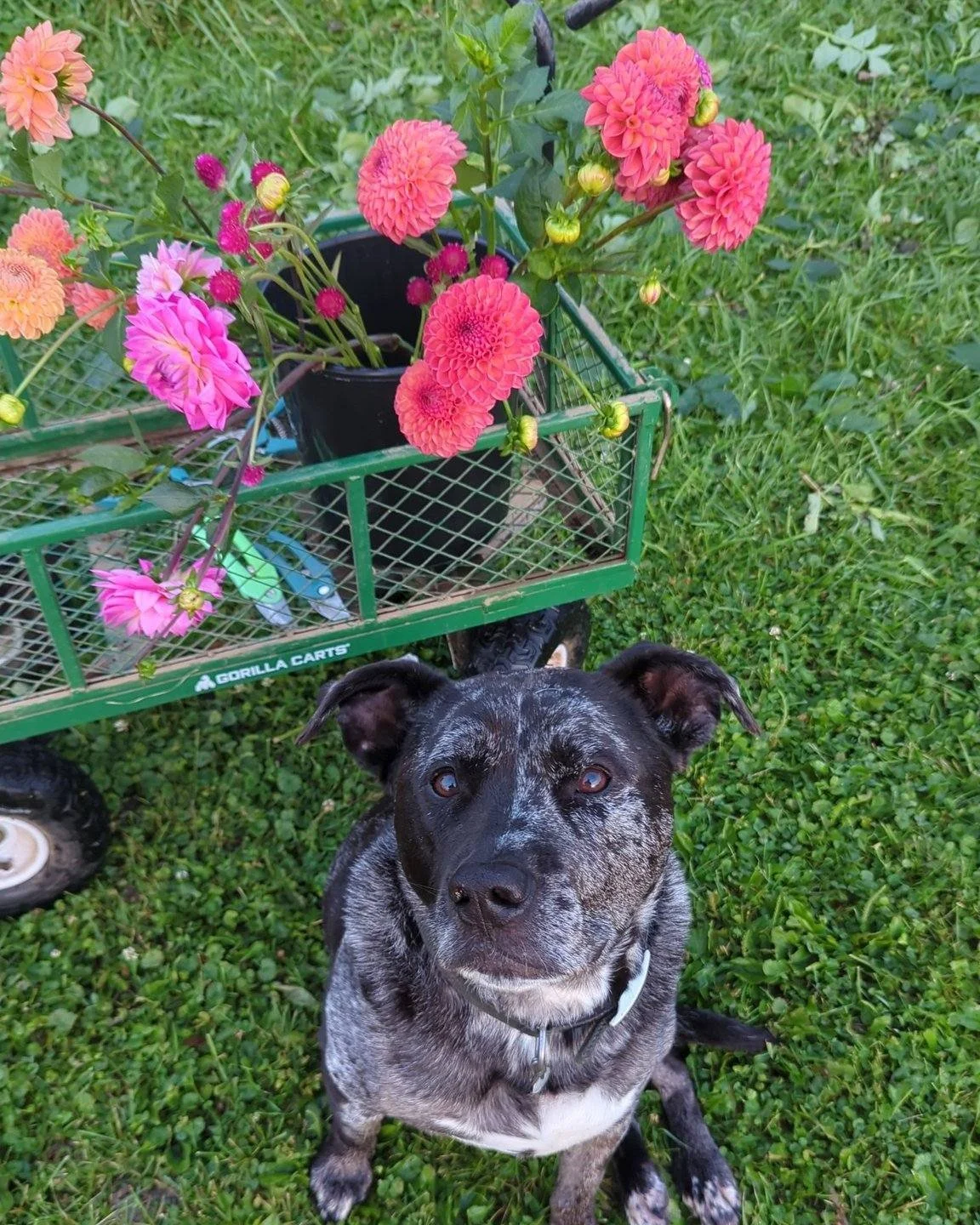 𝐃𝐚𝐡𝐥𝐢𝐚 𝐢𝐧𝐬𝐩𝐞𝐜𝐭𝐨𝐫 𝐨𝐧 𝐝𝐮𝐭𝐲! 🐶

 Good help is hard to find, but Harvey never lets me down &mdash; always by my side and ready to &lsquo;sniff out&rsquo; the best flowers!

Every gardener needs a Harv dog. 🩷

#dahliadog #farmdog #f