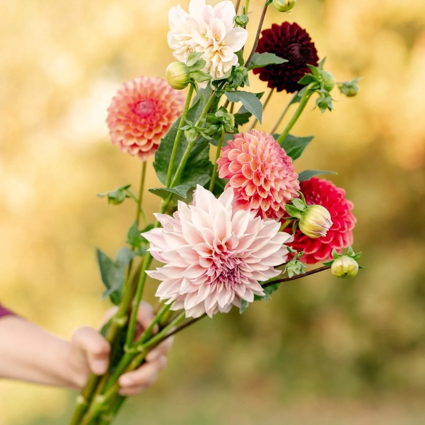Are you team pinks/blushes/reds, team orange, or team &ldquo;give me ALL the dahlias in every color&rdquo;? 

No matter your pick, Daisy will be open for on farm pickup this weekend with fresh cut dahlia bunches ready for you! 

📍 Breezy Hill Farm 
