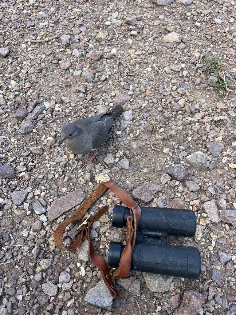 A bird standing on rocky ground next to a pair of black binoculars with a brown strap.