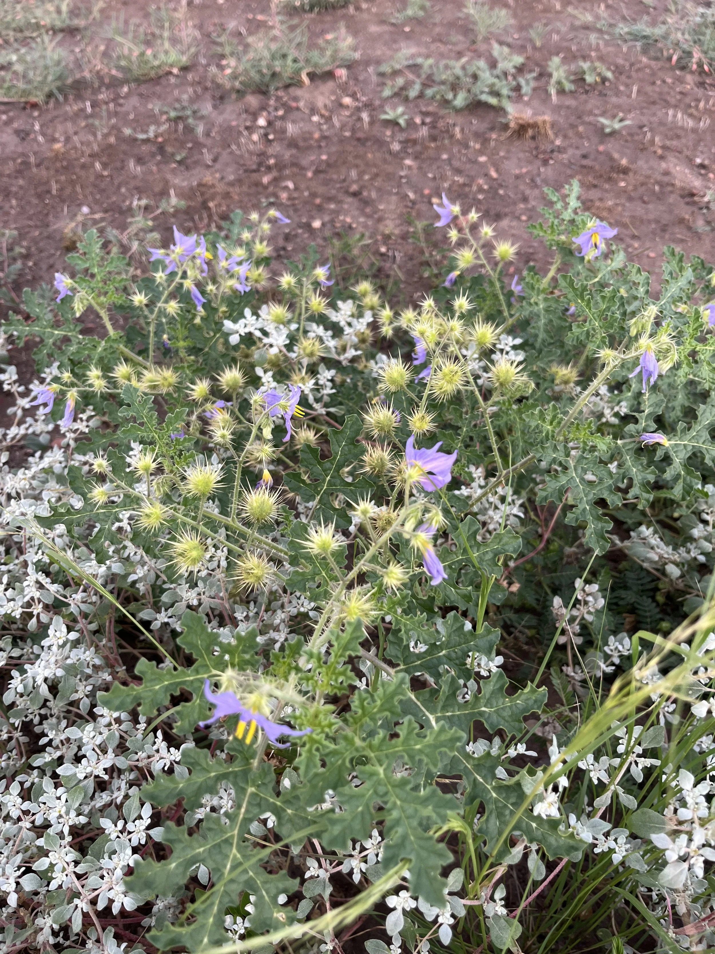 IMG_9625.jpeg