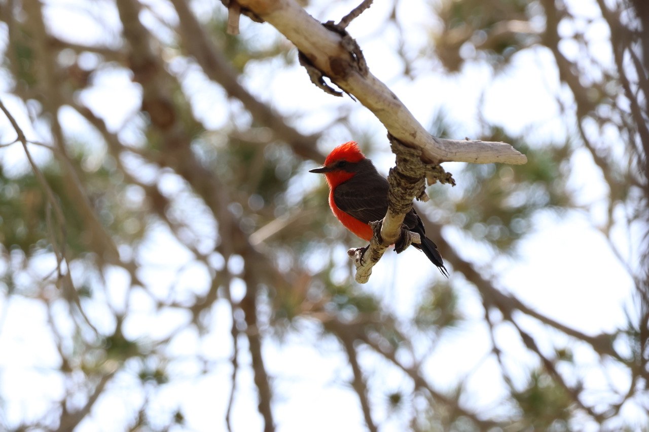 A bright red and black bird perched on a tree branch with blurred tree branches and sky in the background.