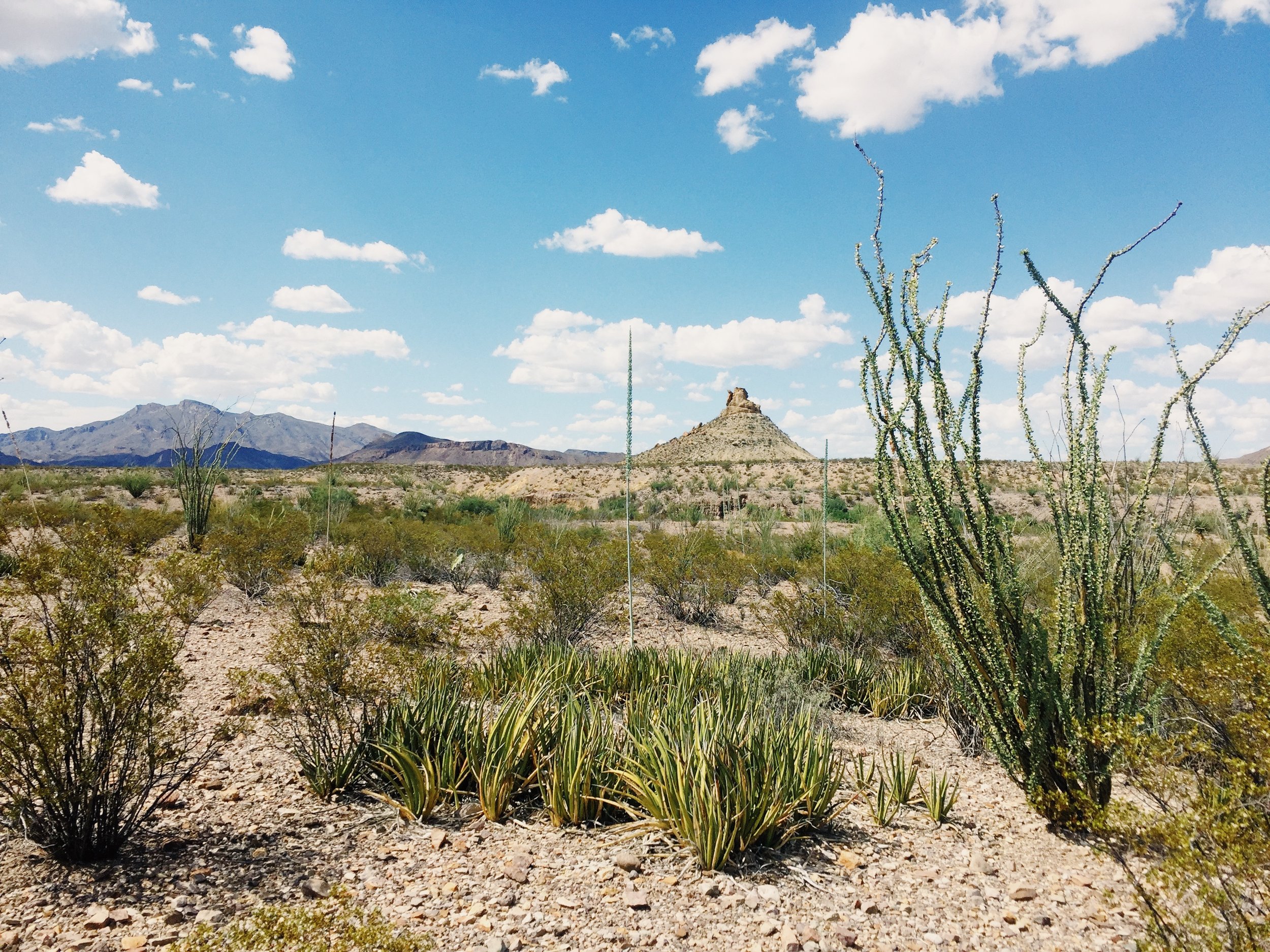 Desert landscape with various cacti, bushes, mountains in the distance, and a partly cloudy sky.