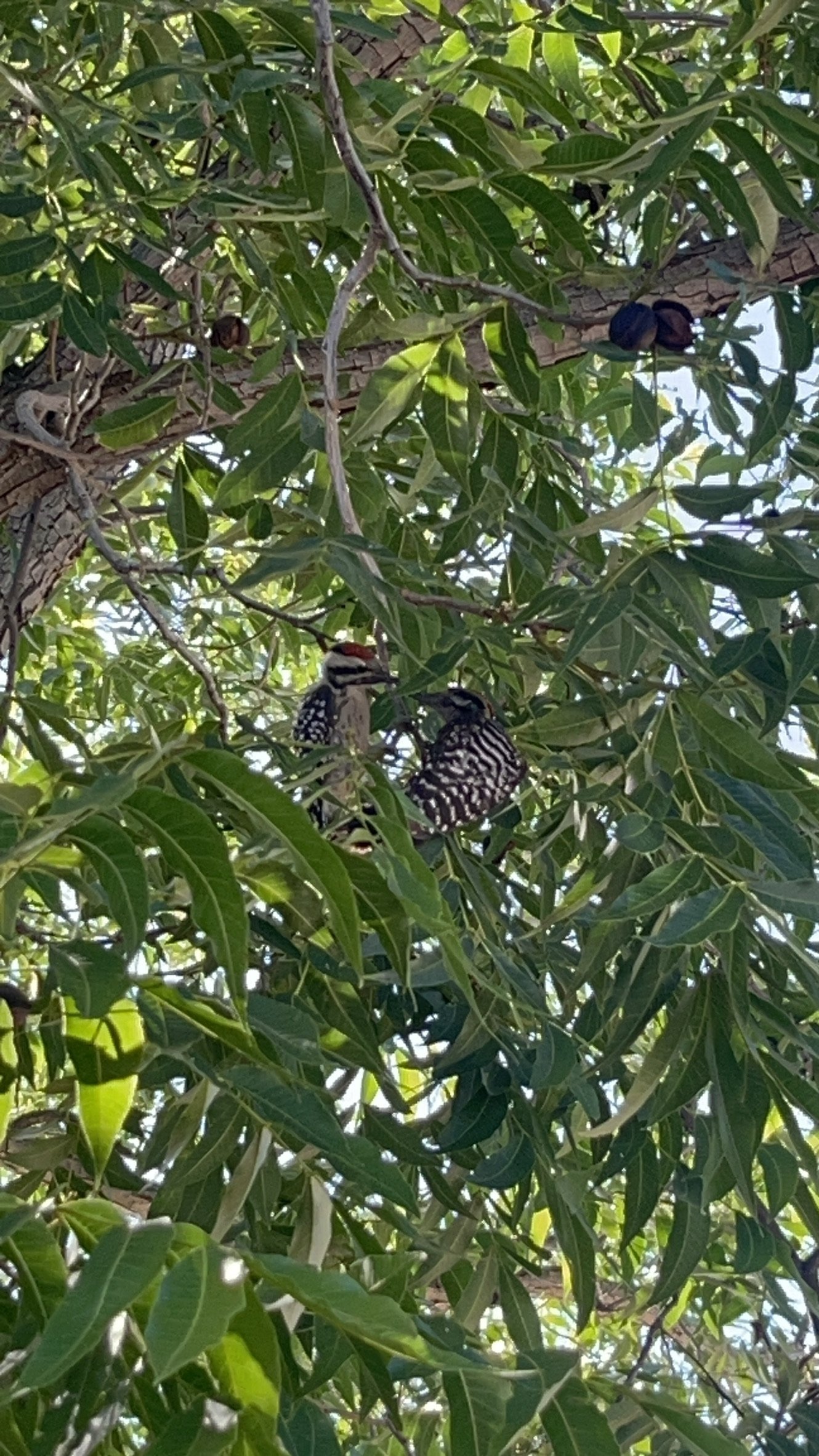 Woodpecker perched on a tree branch surrounded by green leaves