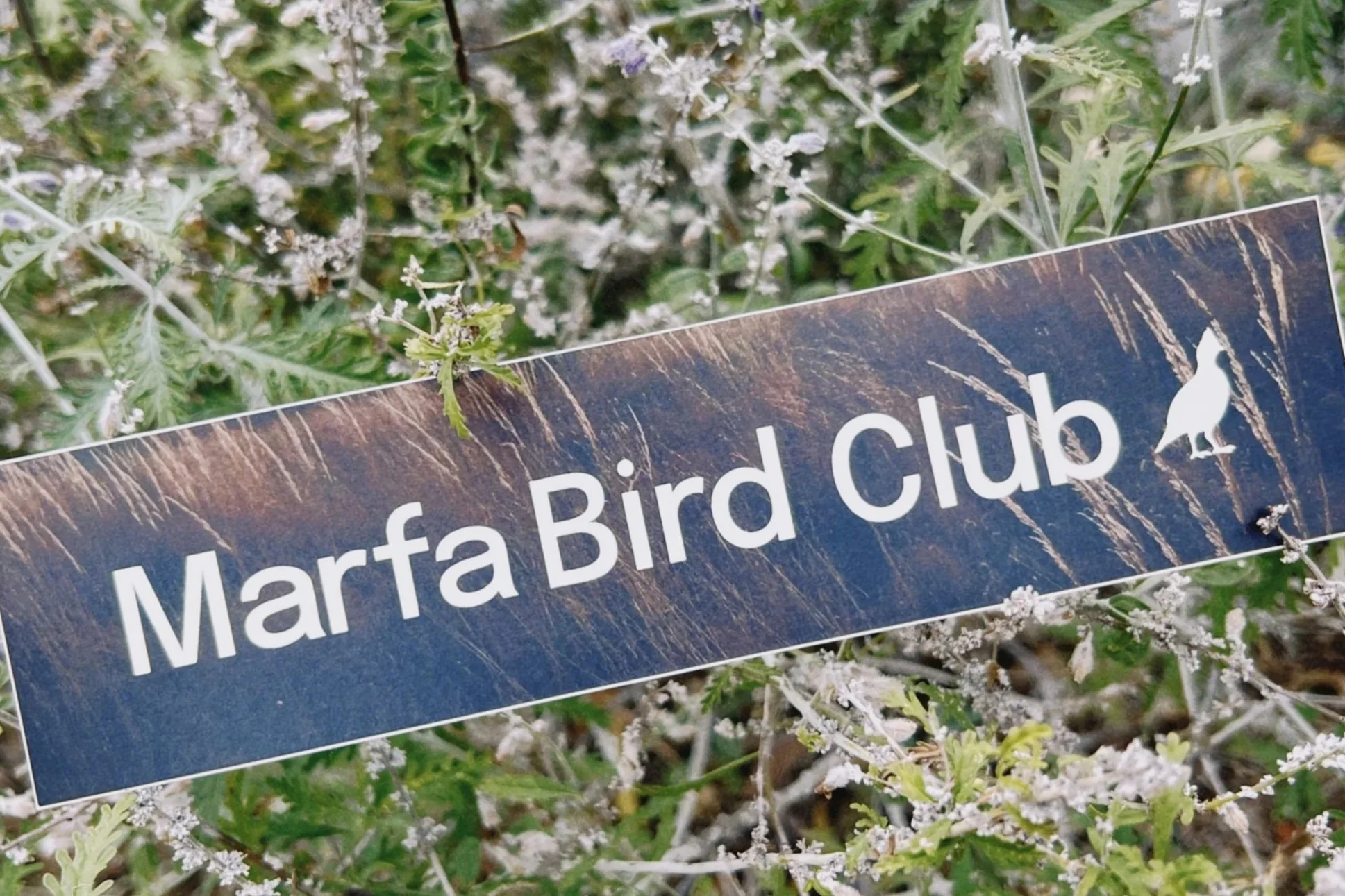 Marfa Bird Club Long Sticker