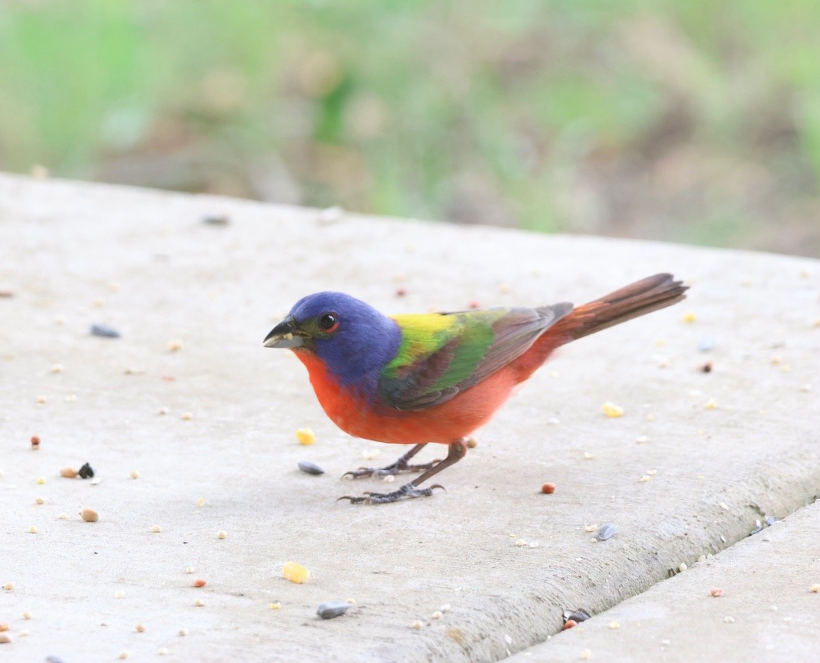 Colorful bird with blue head, red chest, and green and brown wings on concrete surface with scattered birdseed, blurred green background.