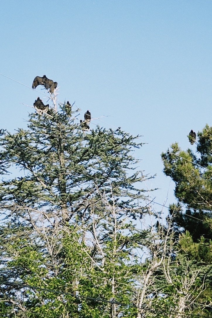 Several birds perched on the branches of a tall tree with a clear blue sky in the background.