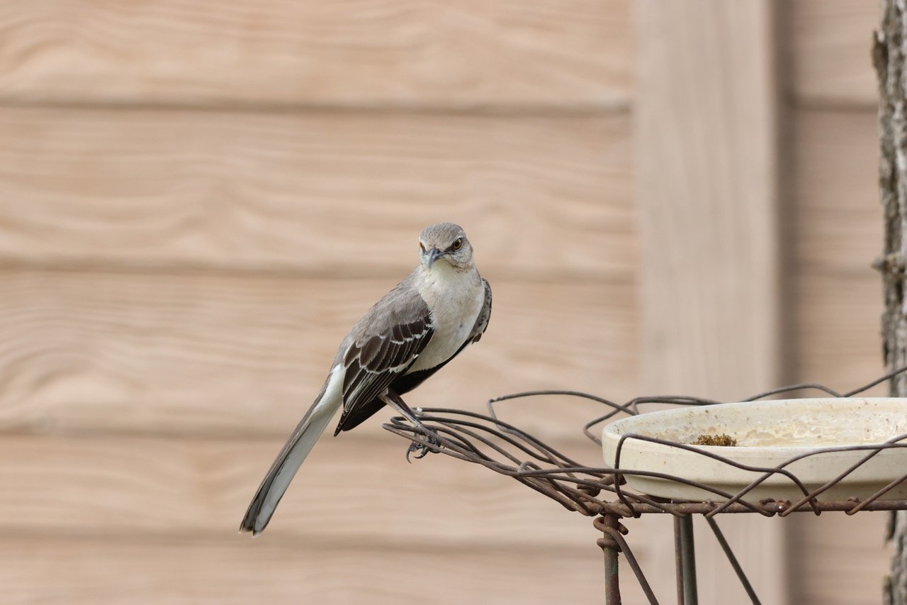 A small bird perched on a wire beside a ceramic bird feeder, with a wood-paneled wall in the background.
