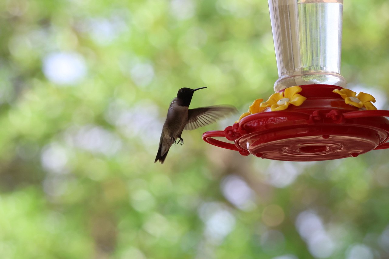 A hummingbird flying near a red and yellow bird feeder with a green, blurred background.