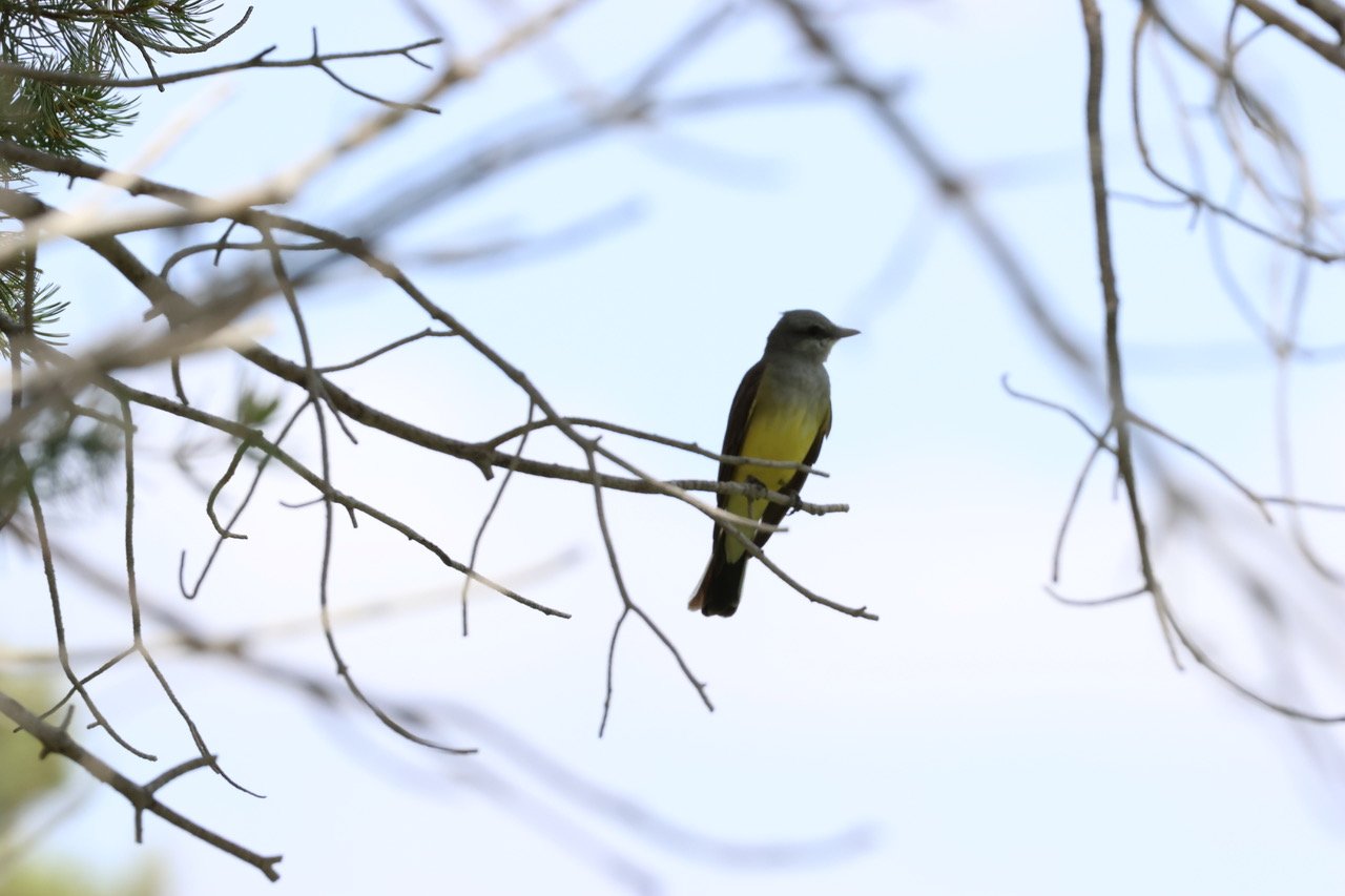 A small yellow and gray bird perched on a thin branch of a leafless tree against a pale blue sky.