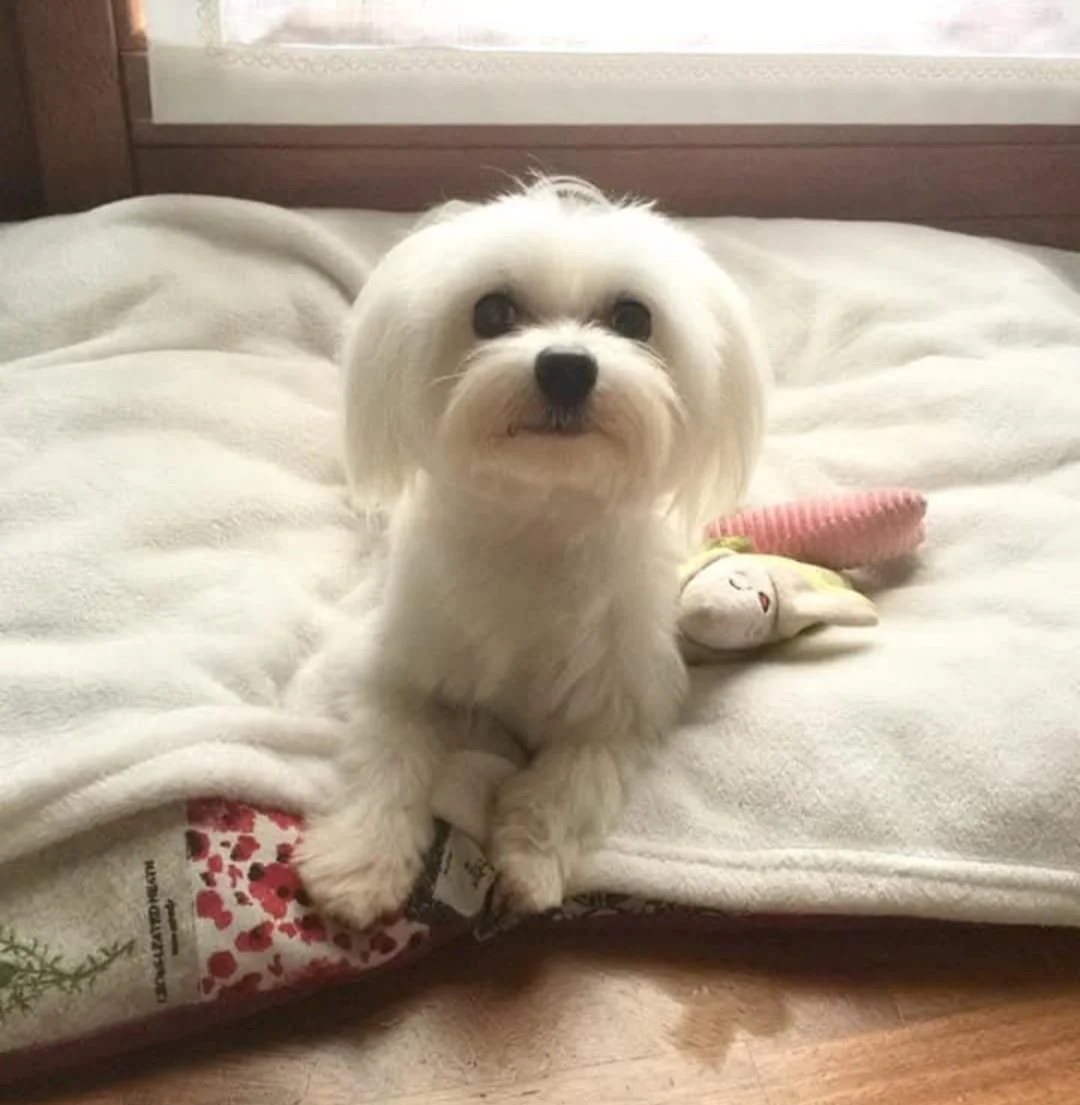 Cane maltese bianco sdraiato su una coperta morbida con un giocattolo, in una casa luminosa