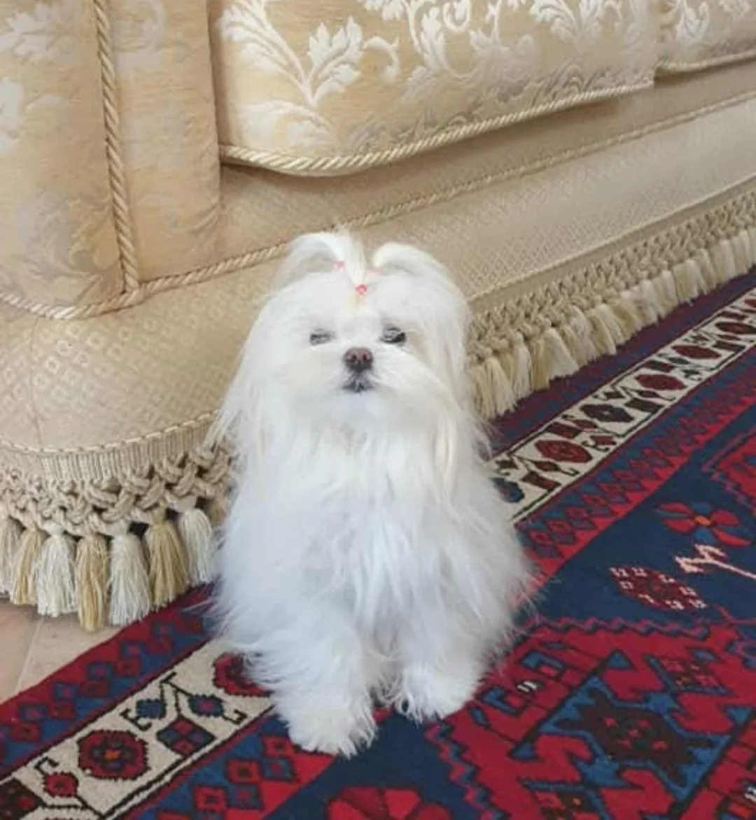 Cane Maltese dal pelo lungo, brillante e curato grazie a una dieta bilanciata per cani, proposta da una professionista della nutrizione per animali.