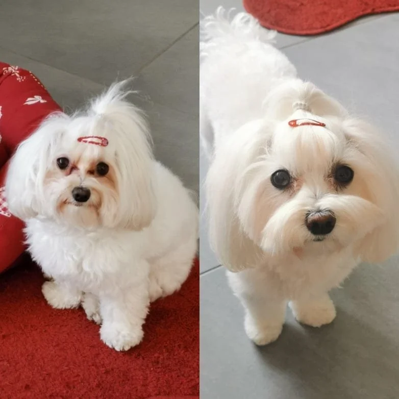Cane Maltese bianco senza macchie rosse agli occhi, miglioramento della lacrimazione oculare grazie a una corretta alimentazione consigliata da una consulente nutrizionale per animali.