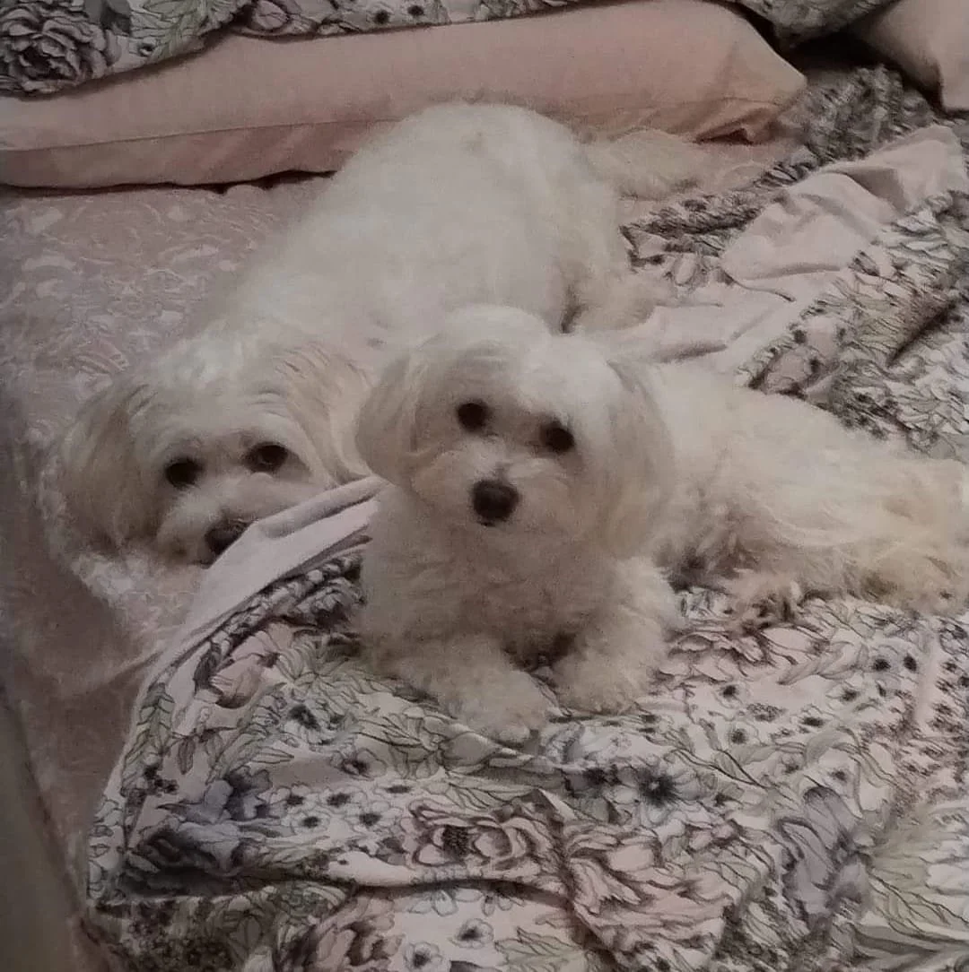 Due cani Maltese sdraiati su un letto, esempio di benessere ottenuto con dieta naturale e personalizzata per cani, supportata da consulenza specialistica in alimentazione animale.