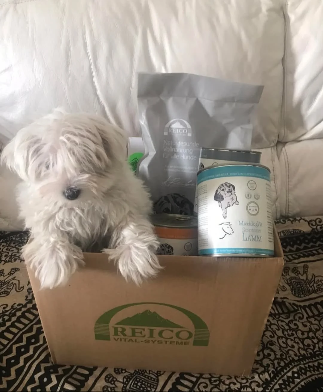 Cane Maltese bianco con prodotti alimentari di alta qualità per cani Reico, suggeriti da esperta in alimentazione naturale per animali domestici.