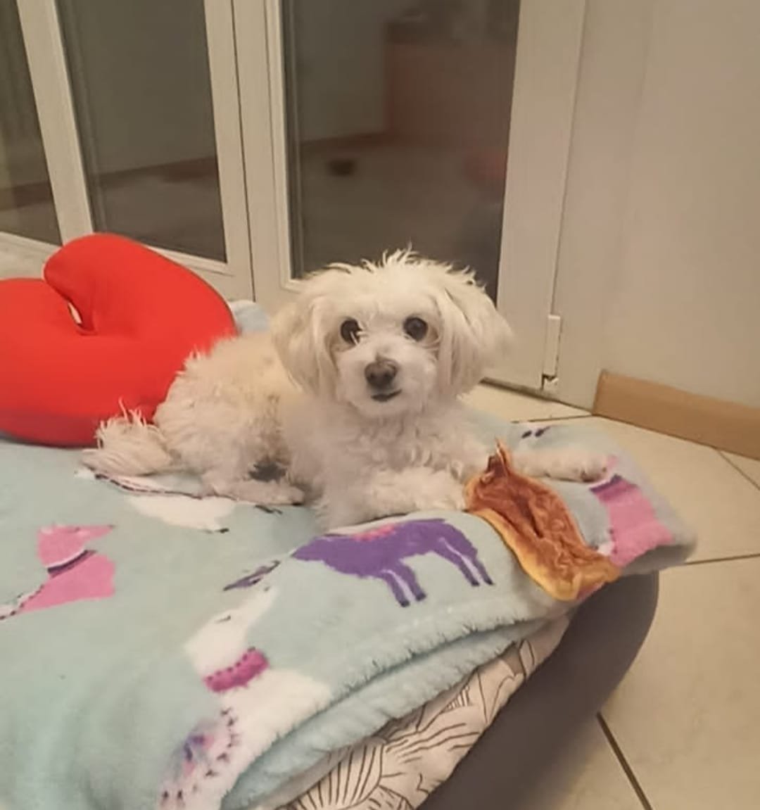 Cane Maltese bianco sdraiato su una coperta colorata, esempio di benessere grazie a una corretta alimentazione consigliata da consulente in nutrizione per cani.