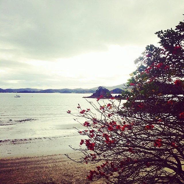 #oakura #tree #scenery #beach #newzealand #nz