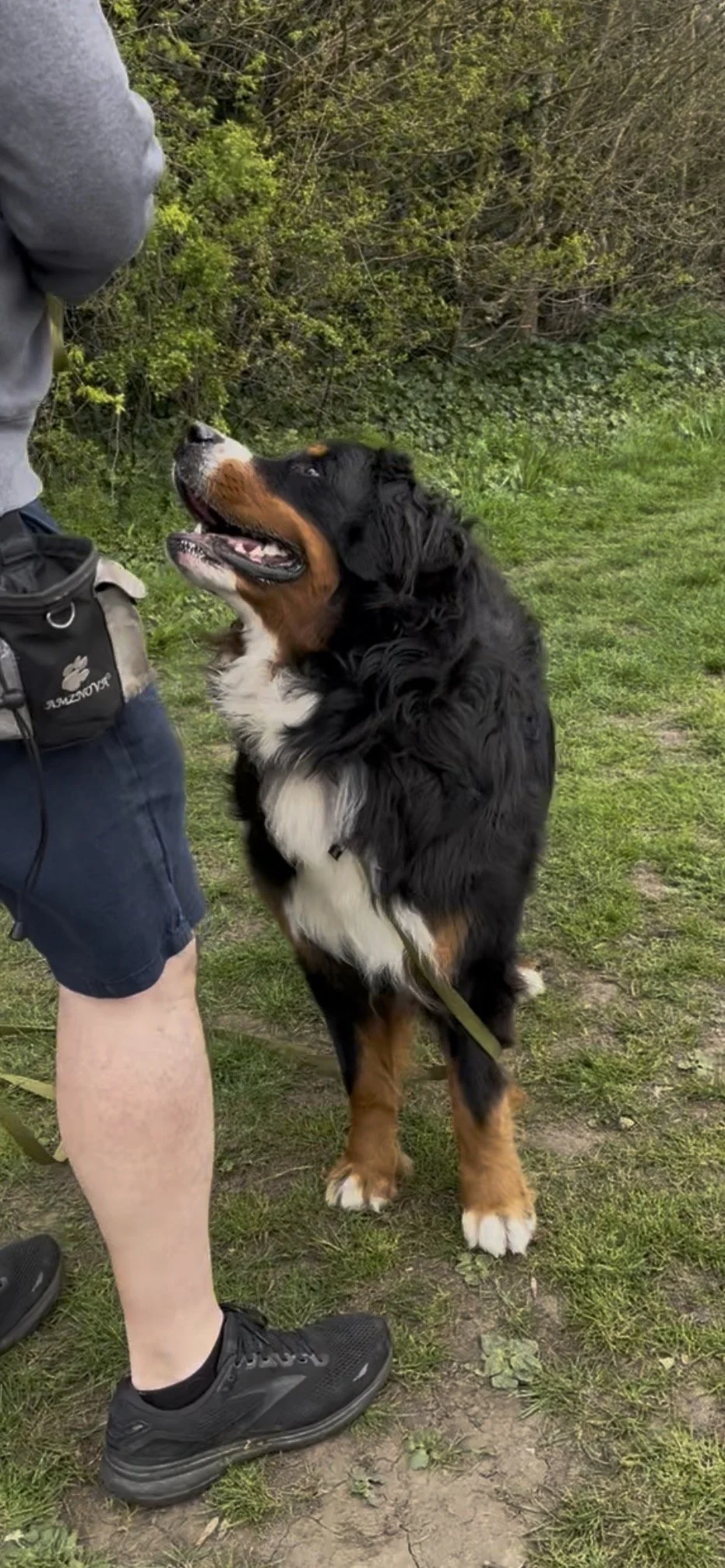 A happu Bernese Mountain Dog looking lovingly at his owner