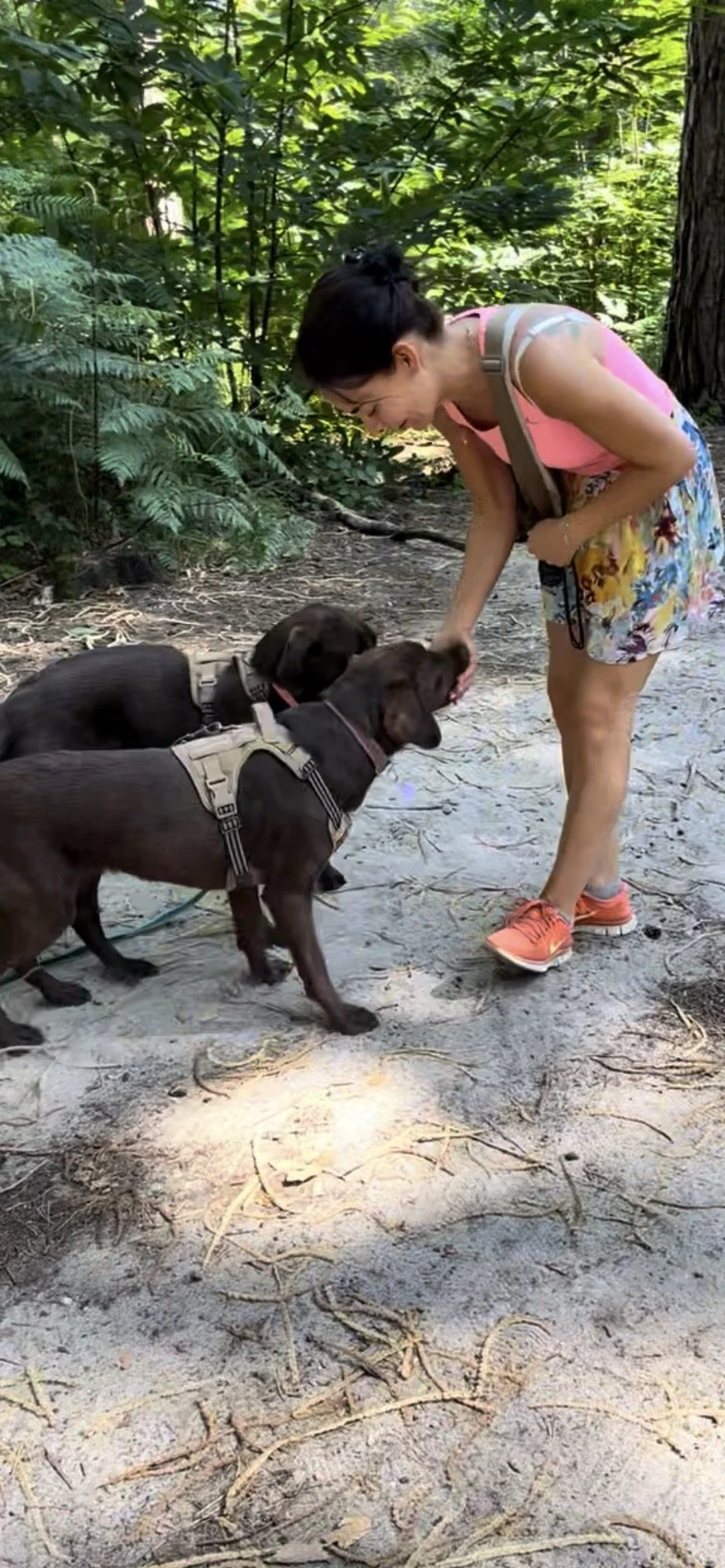 Two chocolate Labradors being rewarded by their owner in the woods