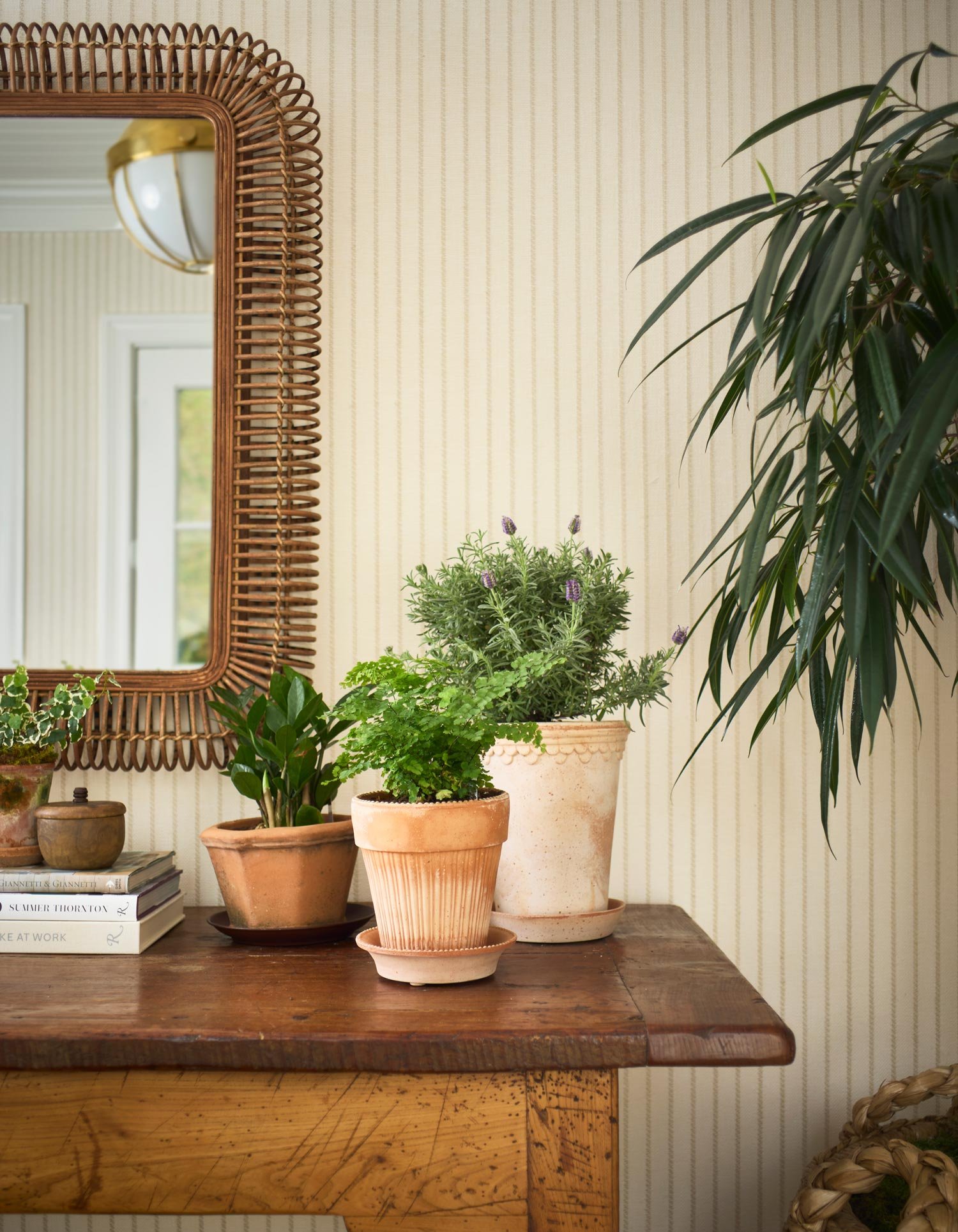 Potted plants on a wooden table next to a mirror and books, with wallpapered wall and a large houseplant in the background.