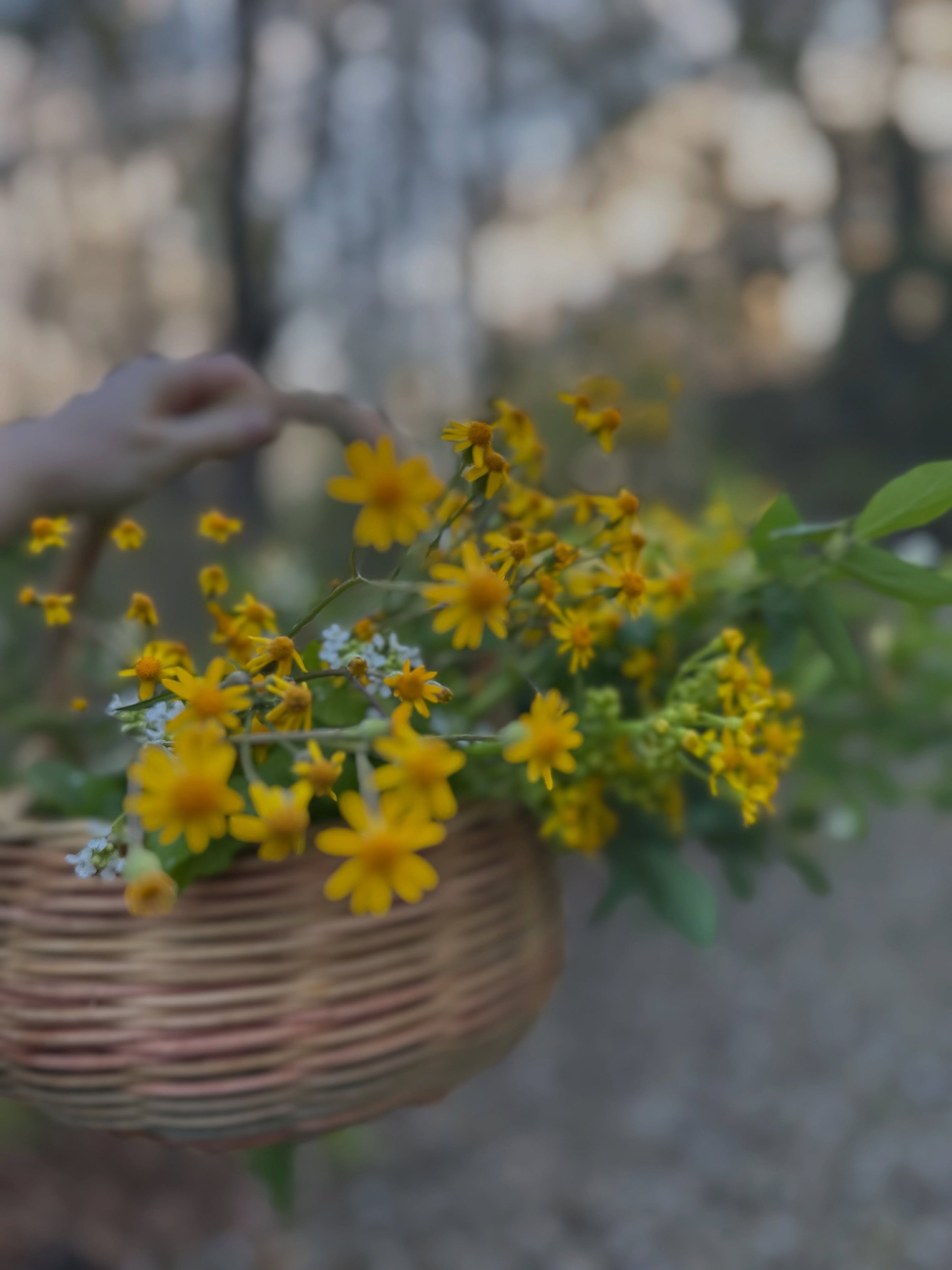 Picking a few wildflowers for my table at @sunnyboutiqueclothing and it is an ACTIVE morning for the birds. ☀️