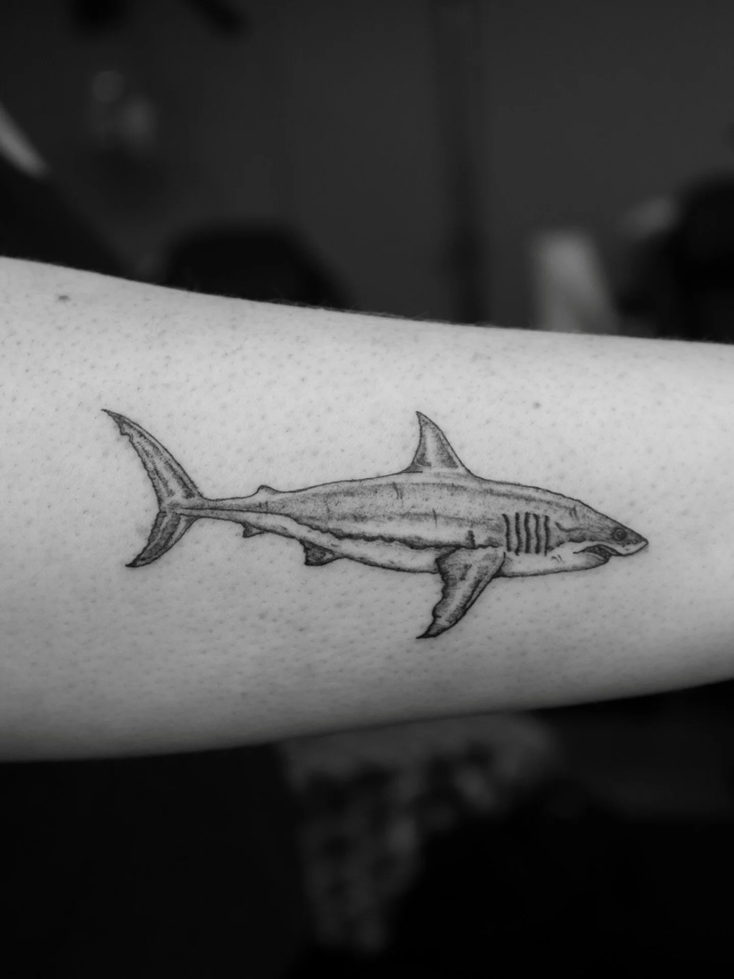 Shark for Trisha ~ 🦈
Thank you so much for your trust with doing Sea Creatures Ocean Theme Promo with me 🫶🏼

➻ ➻ ➻ ➻
✶ Done at Level Up Studio | 📍Tacoma, WA
✶ NOVEMBER - DECEMBER BOOKINGS ARE OPEN!
✶ Link in my bio to inquire about your next tatt