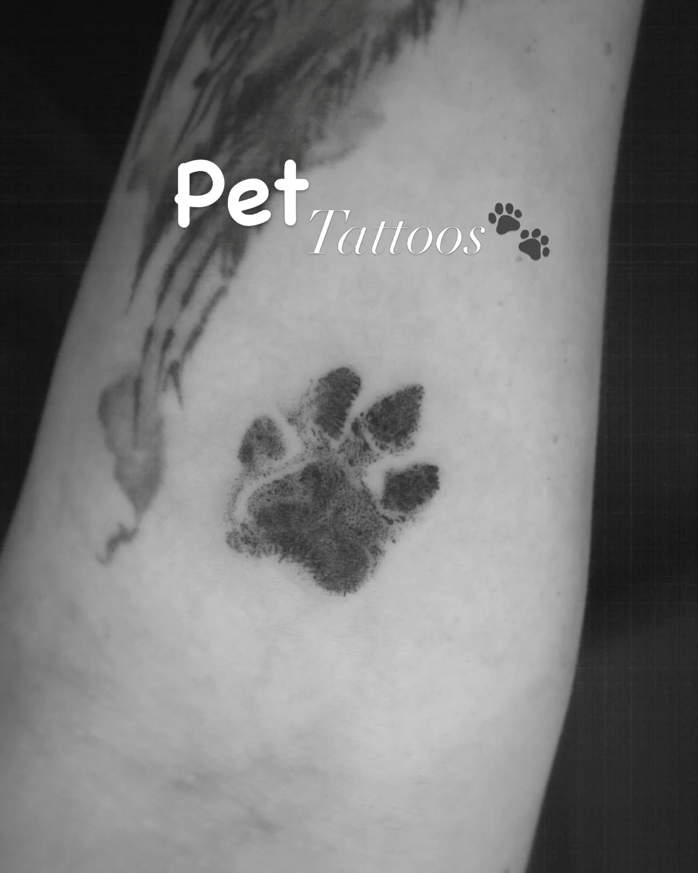 Some of the pet tattoos I&rsquo;ve gotten to do throughout my tattoo journey so far 🐾🖤

Thank you so much to everyone who trusted me with such meaningful pieces. Whether it&rsquo;s a memorial tattoo, paw print, portrait, or something to honor your 