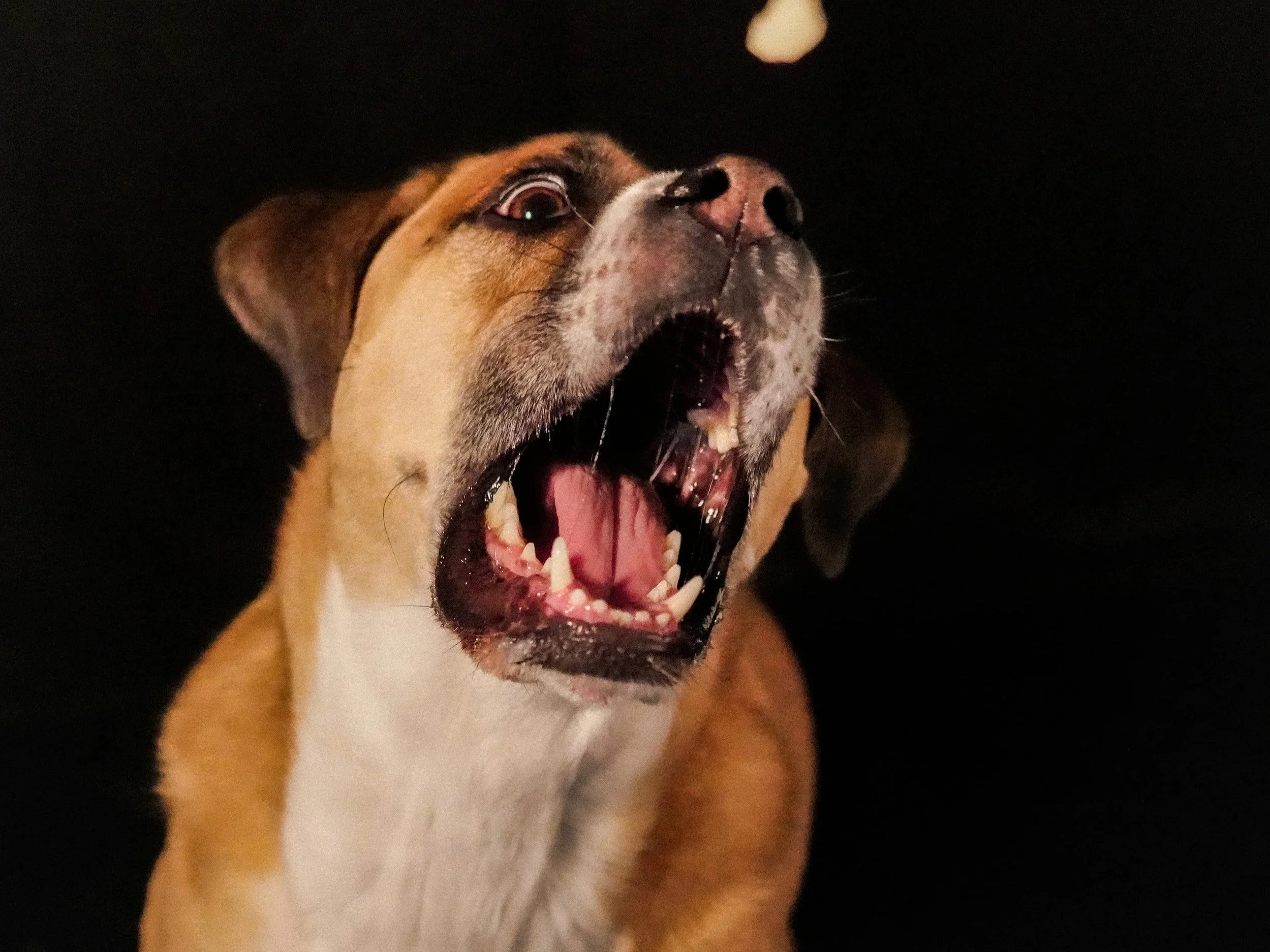 Can My Dog Really Eat That?