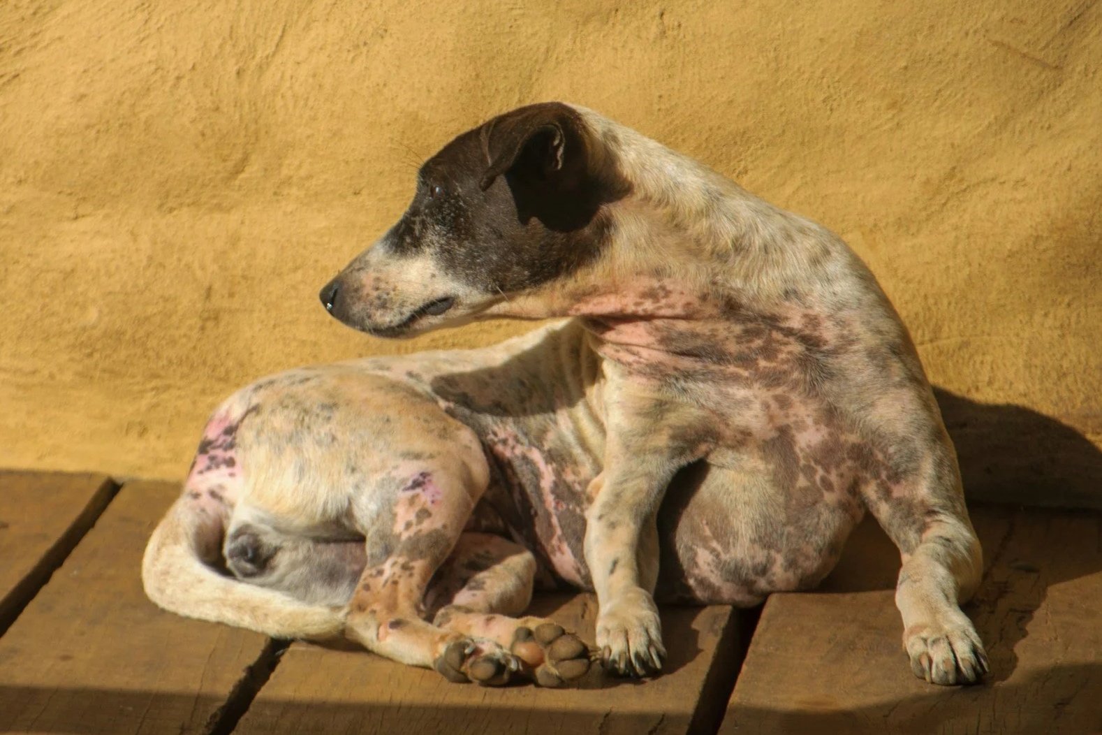 So Many Dogs Are Chronically Itchy