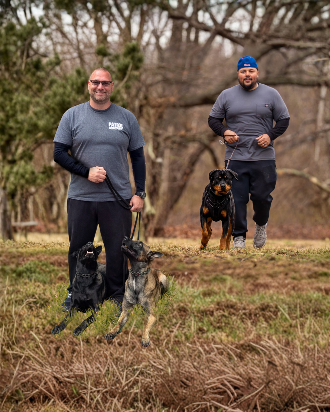 Two men walking their dogs in a park during winter, with leafless trees in the background. One man holds leash of two Belgian Malinois, both sitting on the grass. The other man holds the leash of a Rottweiler running in the nearby distance.