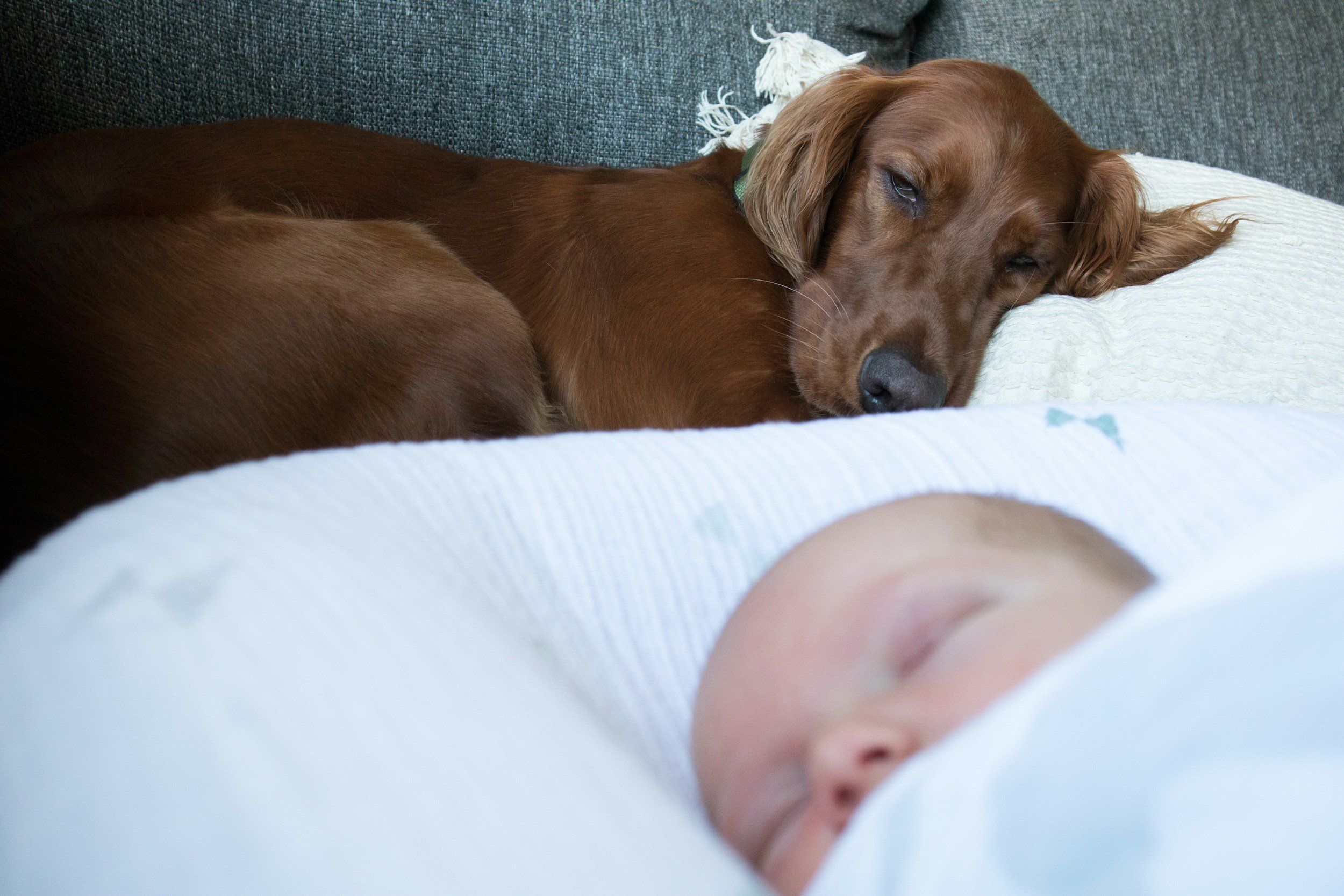 dog sleeping next to baby