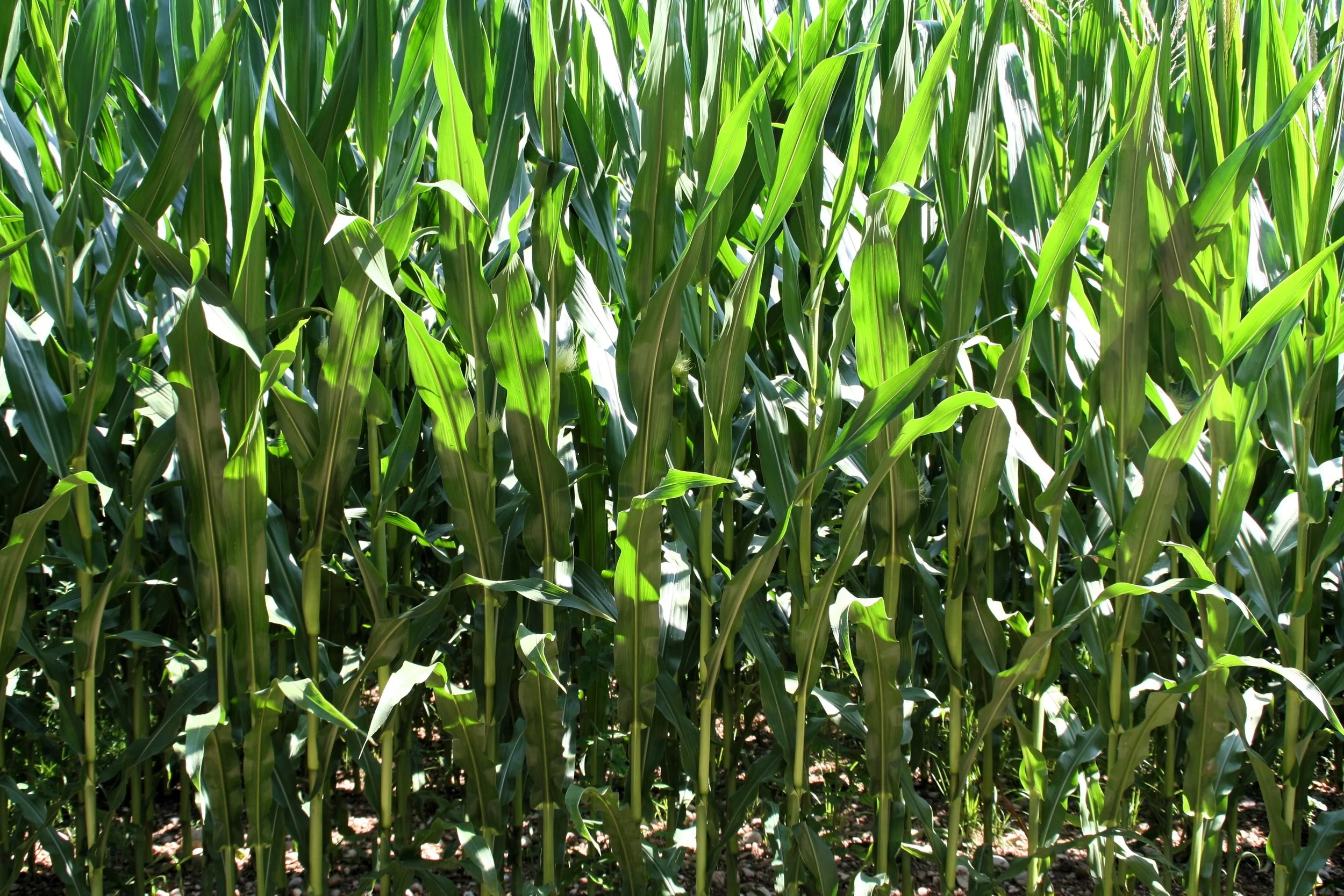 Corn stalks growing tall in field.